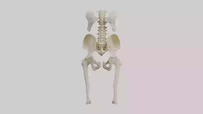 Human Hip Skeleton model