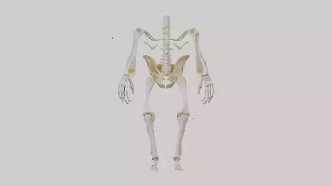 Human Knee Skeleton model