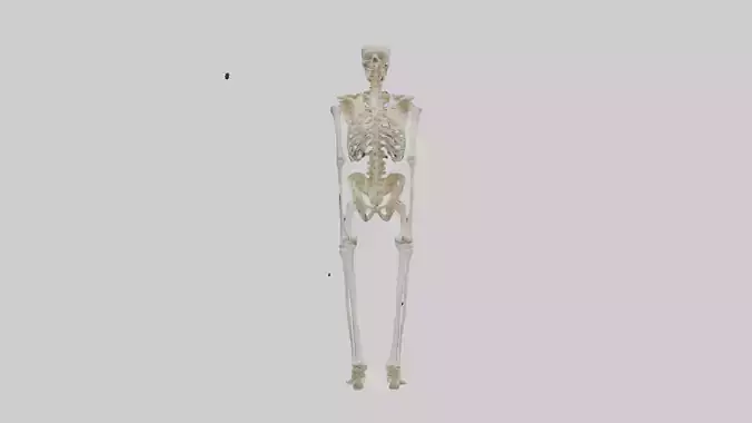 Human Leg Skeleton model