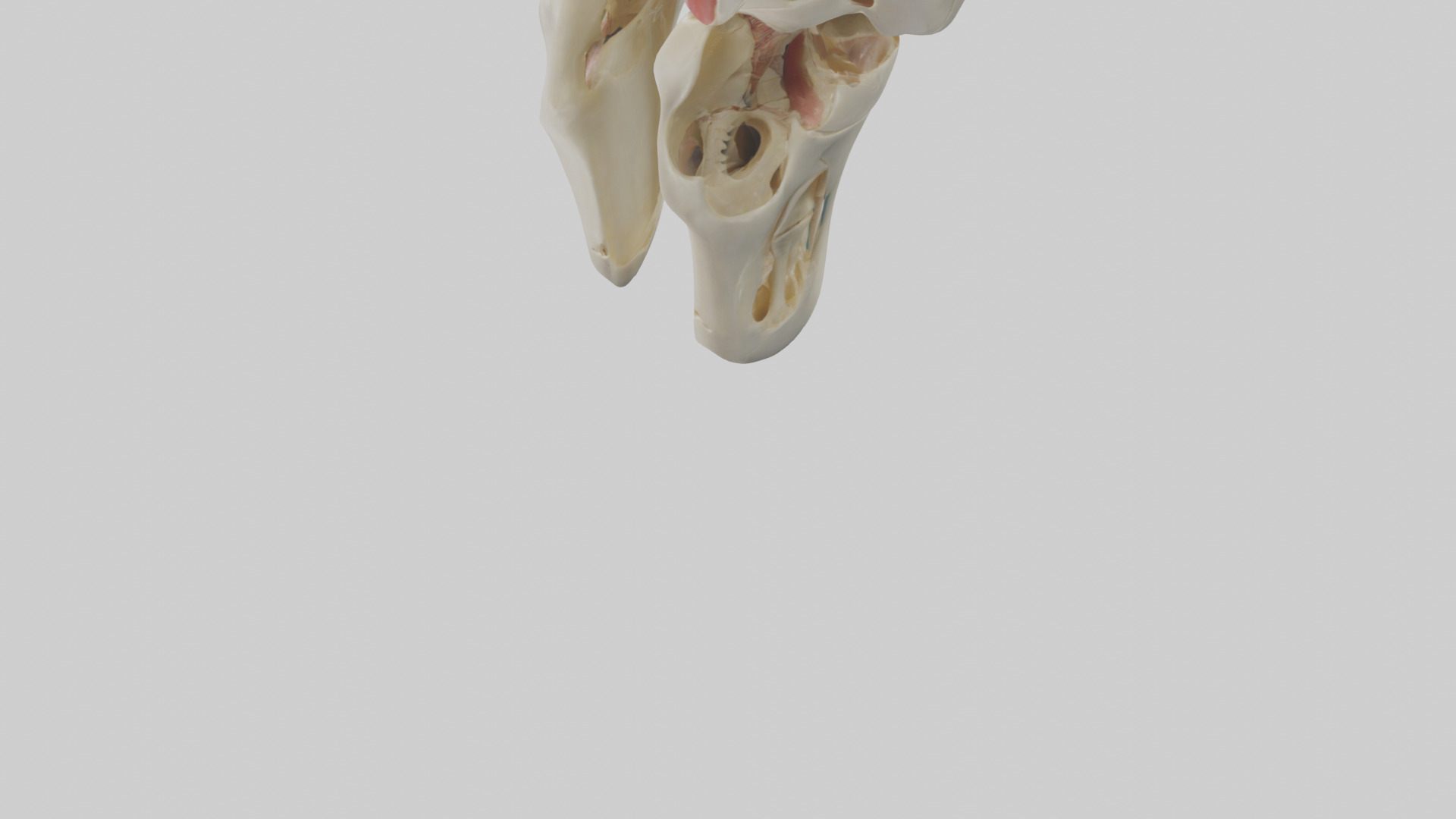 Human Patella Skeleton model Low-poly 3D model_5
