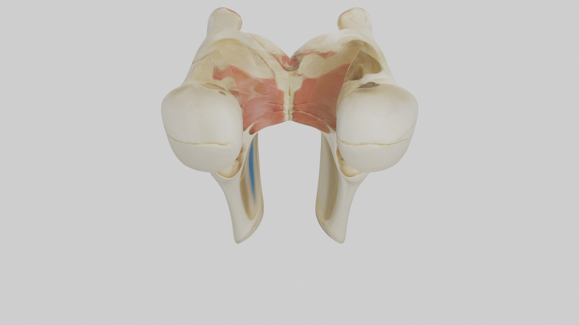 Human Patella Skeleton model Low-poly 3D model_15