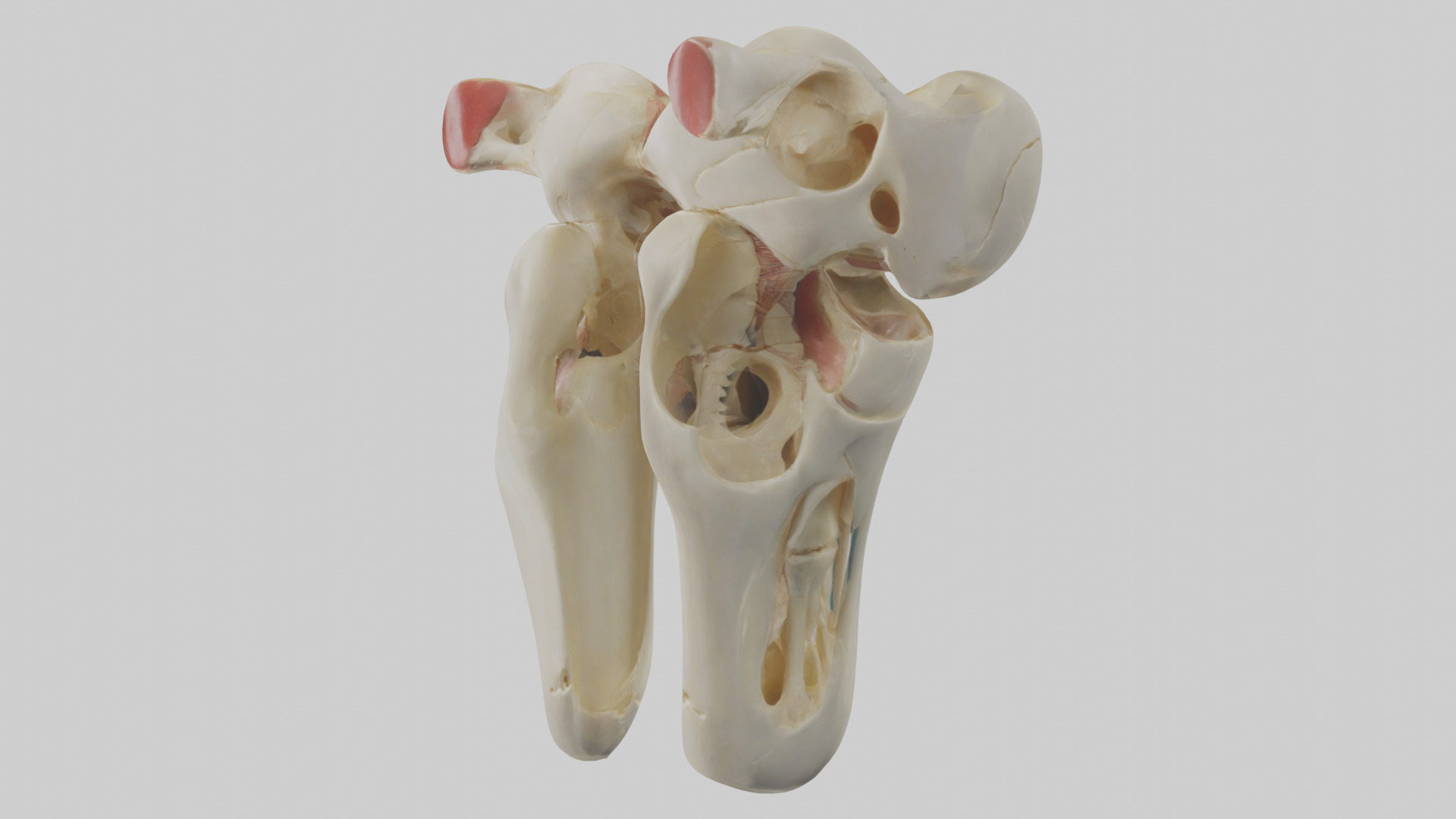 Human Patella Skeleton model Low-poly 3D model_10