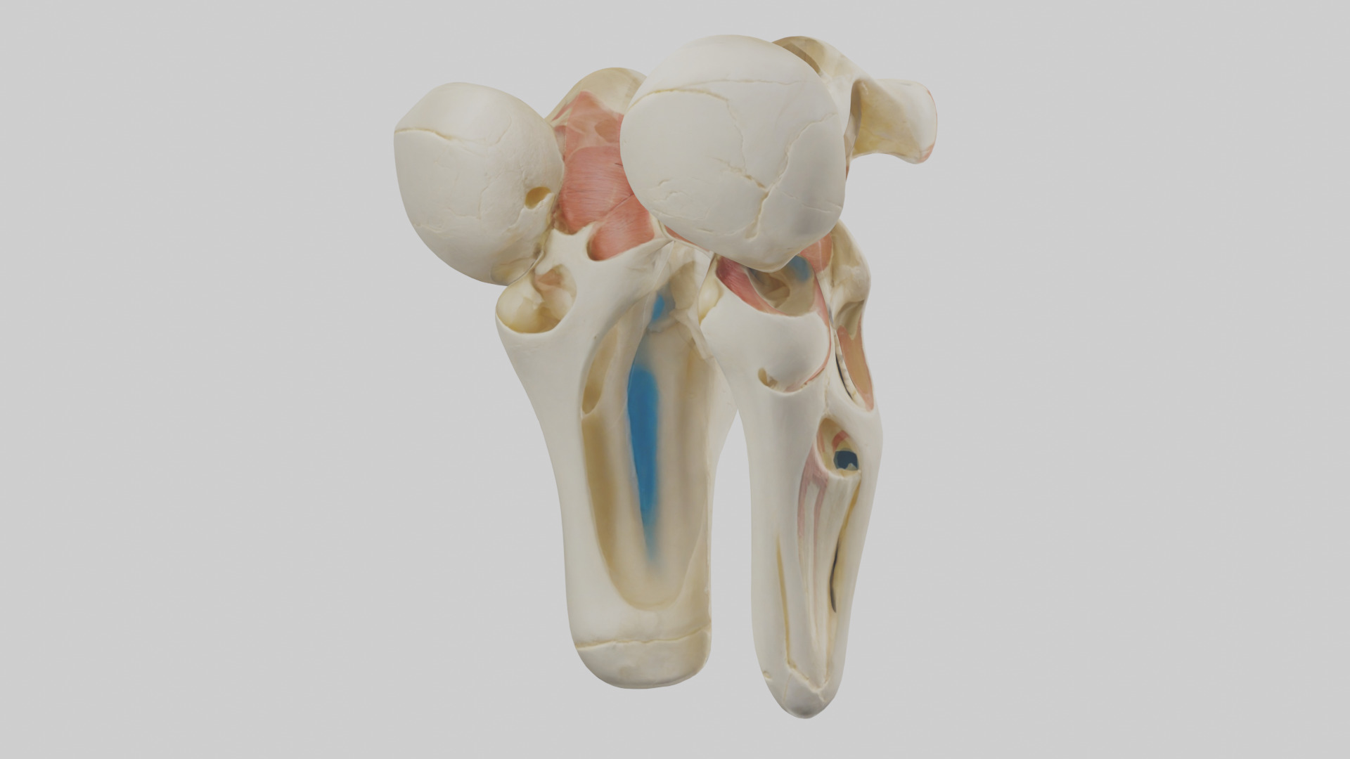 Human Patella Skeleton model Low-poly 3D model_2