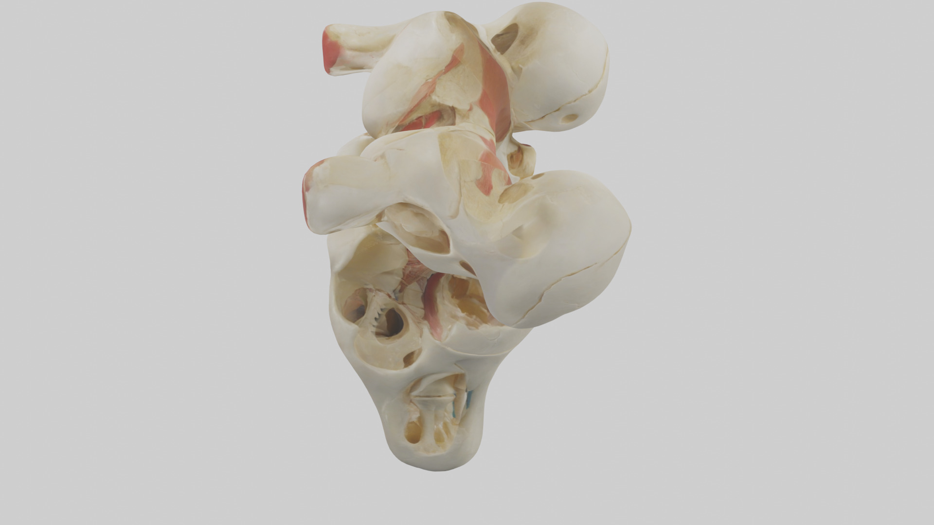 Human Patella Skeleton model Low-poly 3D model_17