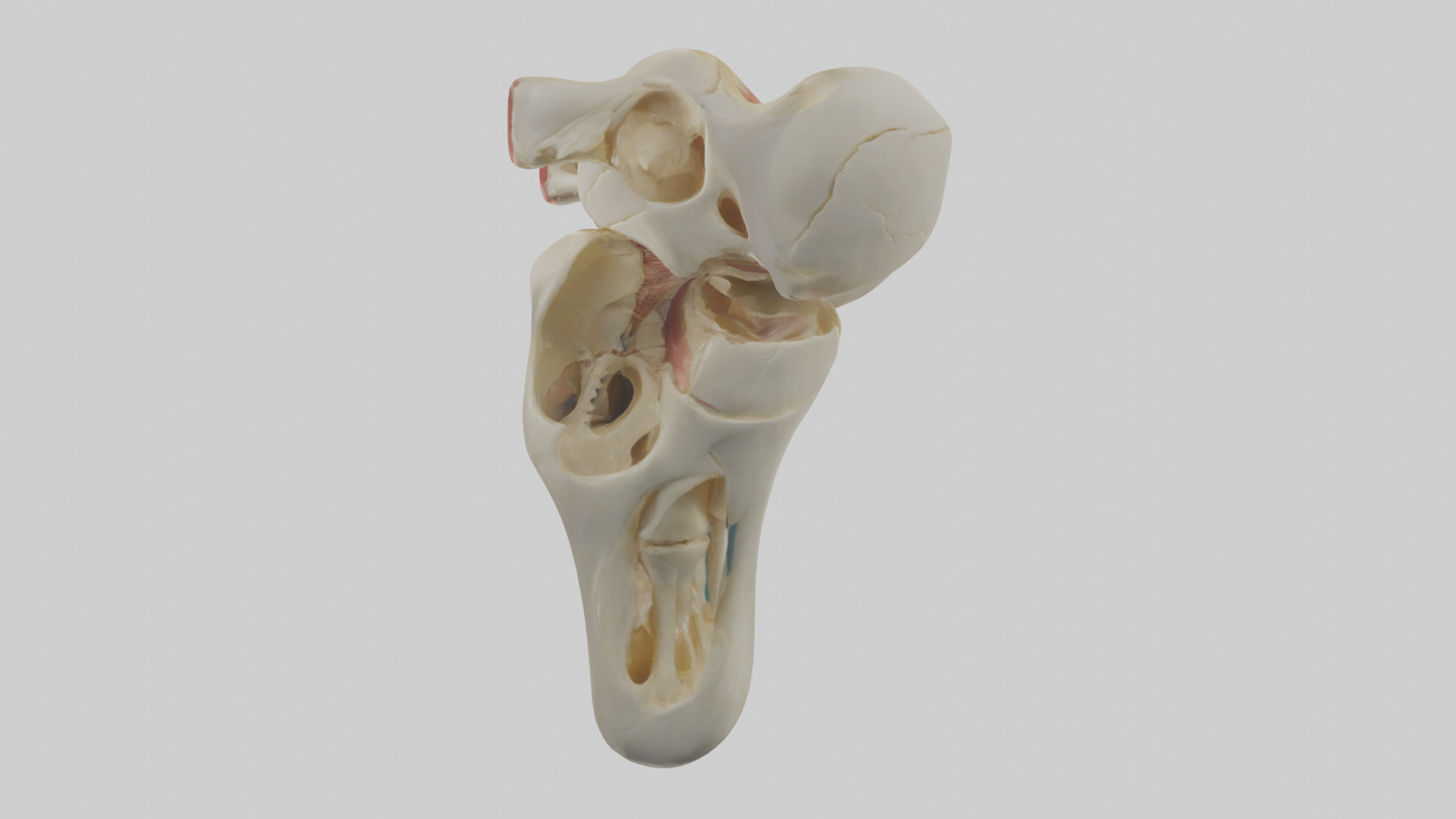 Human Patella Skeleton model Low-poly 3D model_12