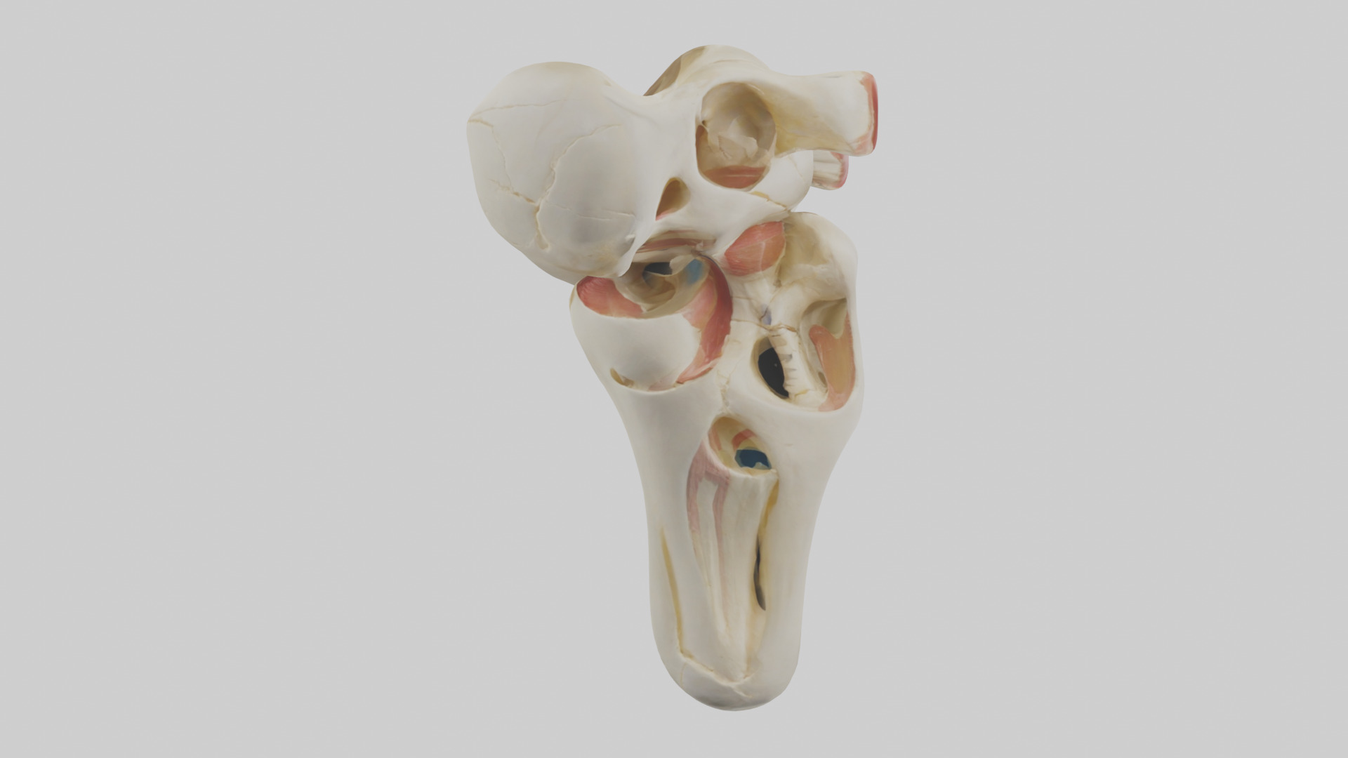 Human Patella Skeleton model Low-poly 3D model_13
