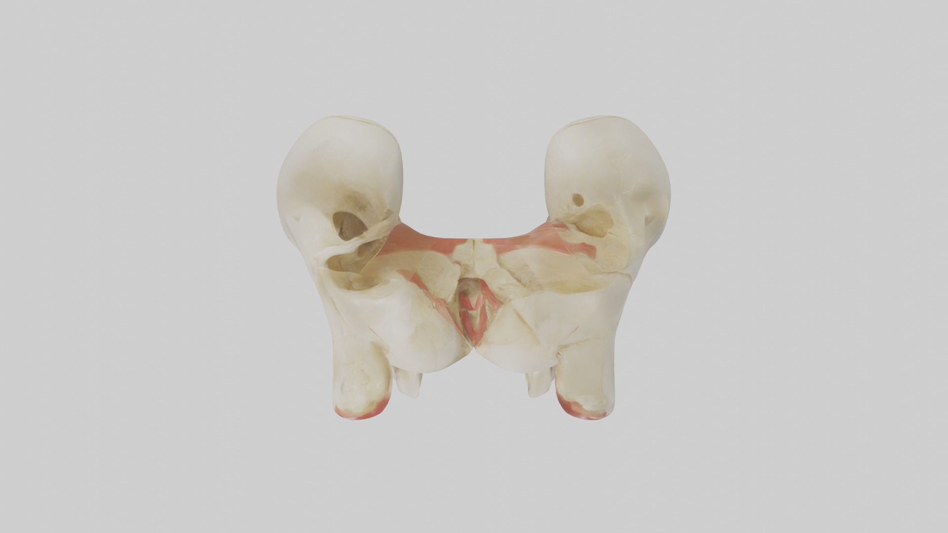 Human Patella Skeleton model Low-poly 3D model_14