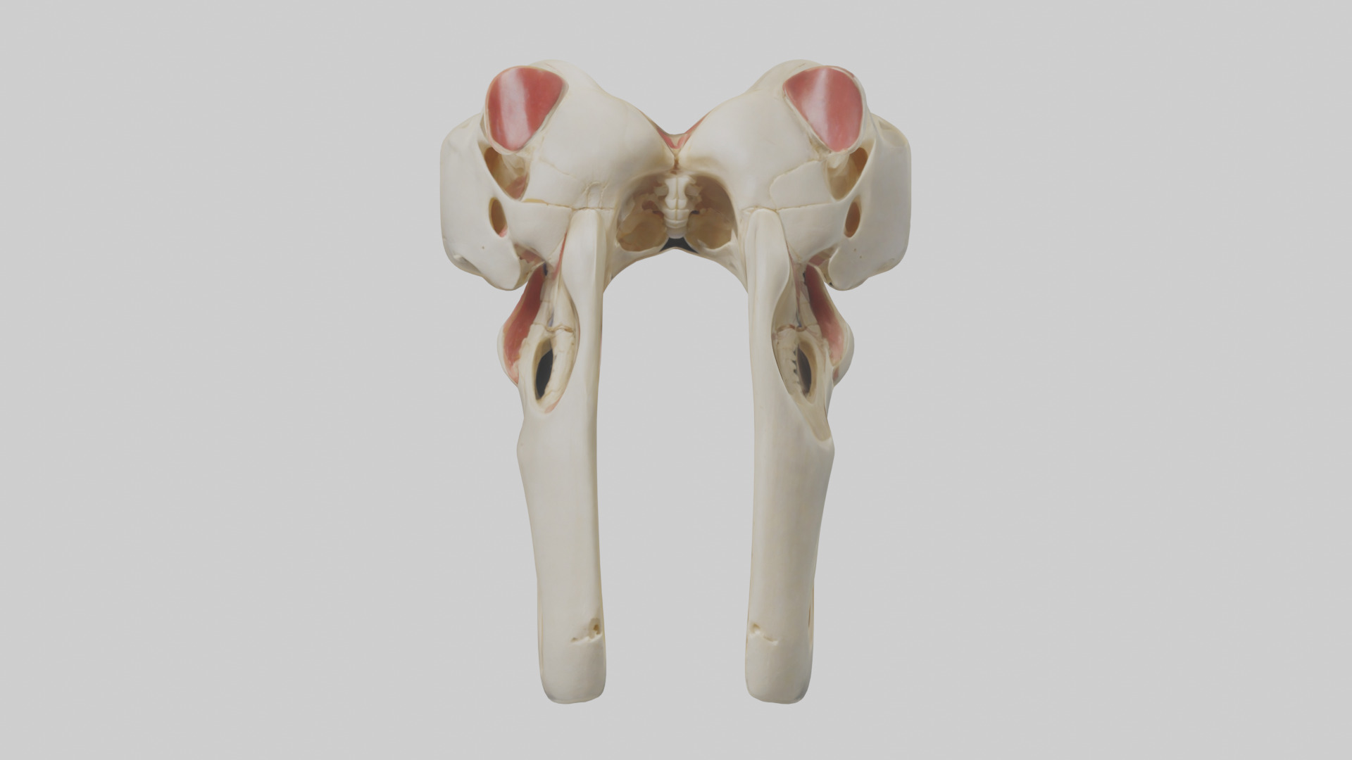 Human Patella Skeleton model Low-poly 3D model_9