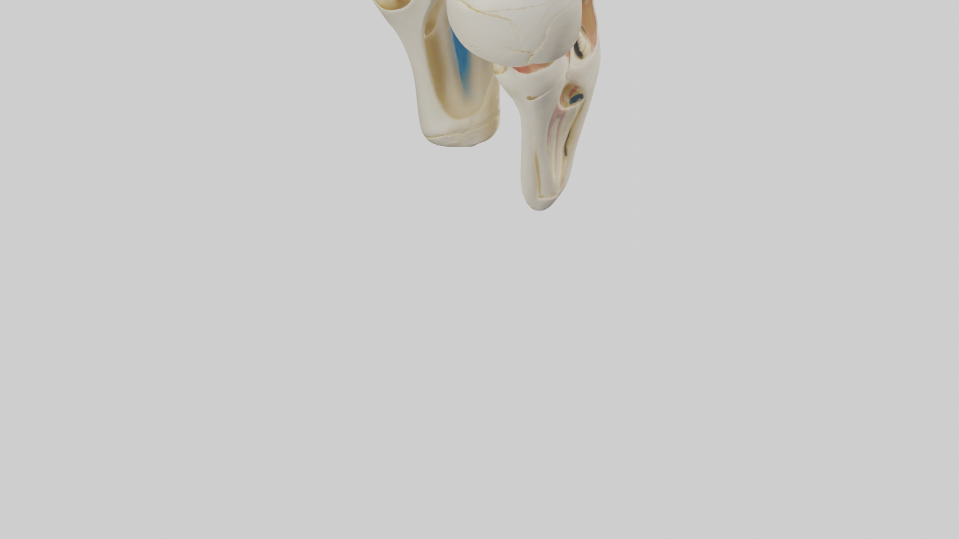 Human Patella Skeleton model Low-poly 3D model_4