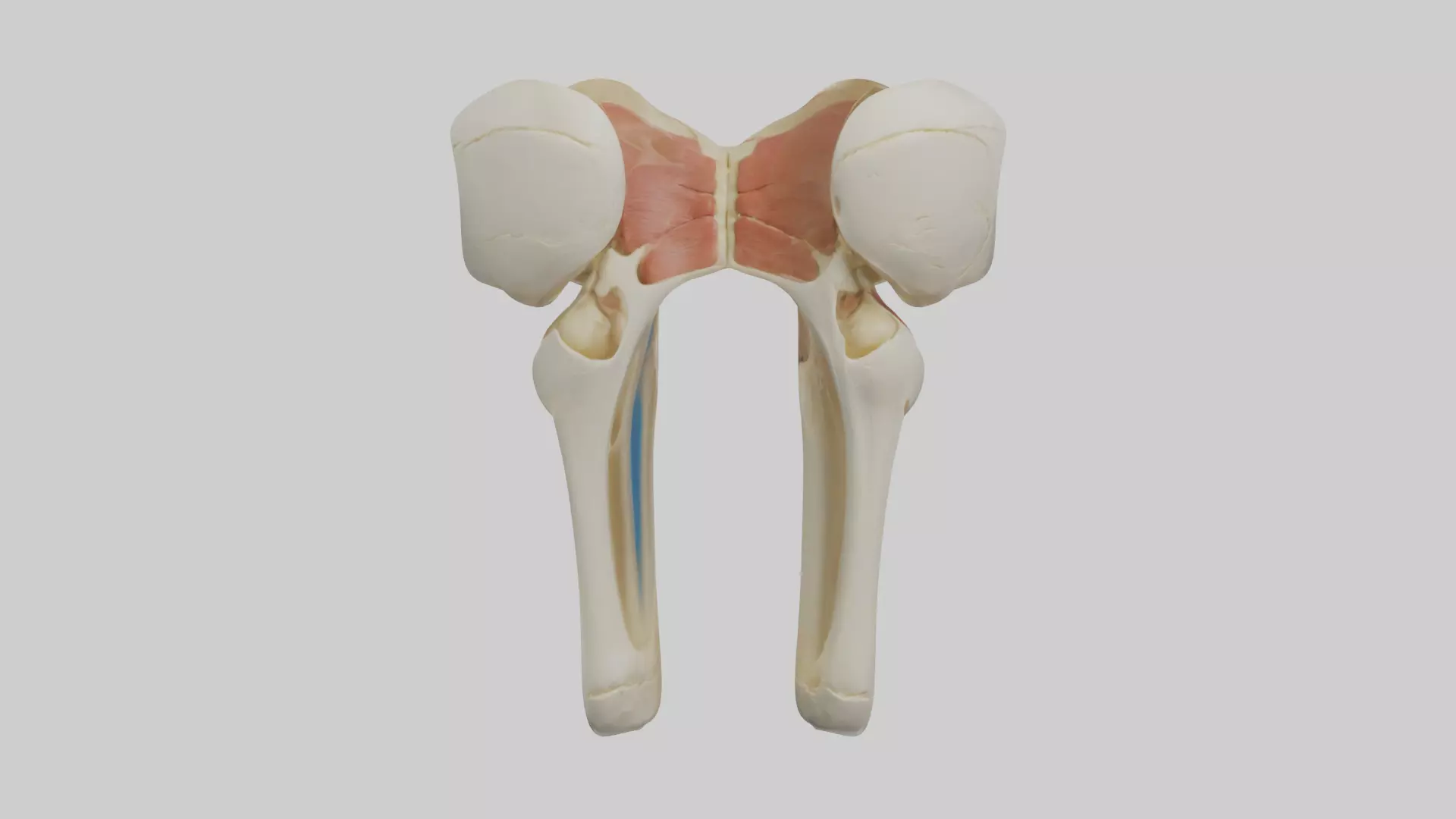 Human Patella Skeleton model Low-poly 3D model_0
