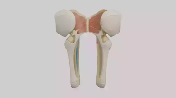 Human Patella Skeleton model