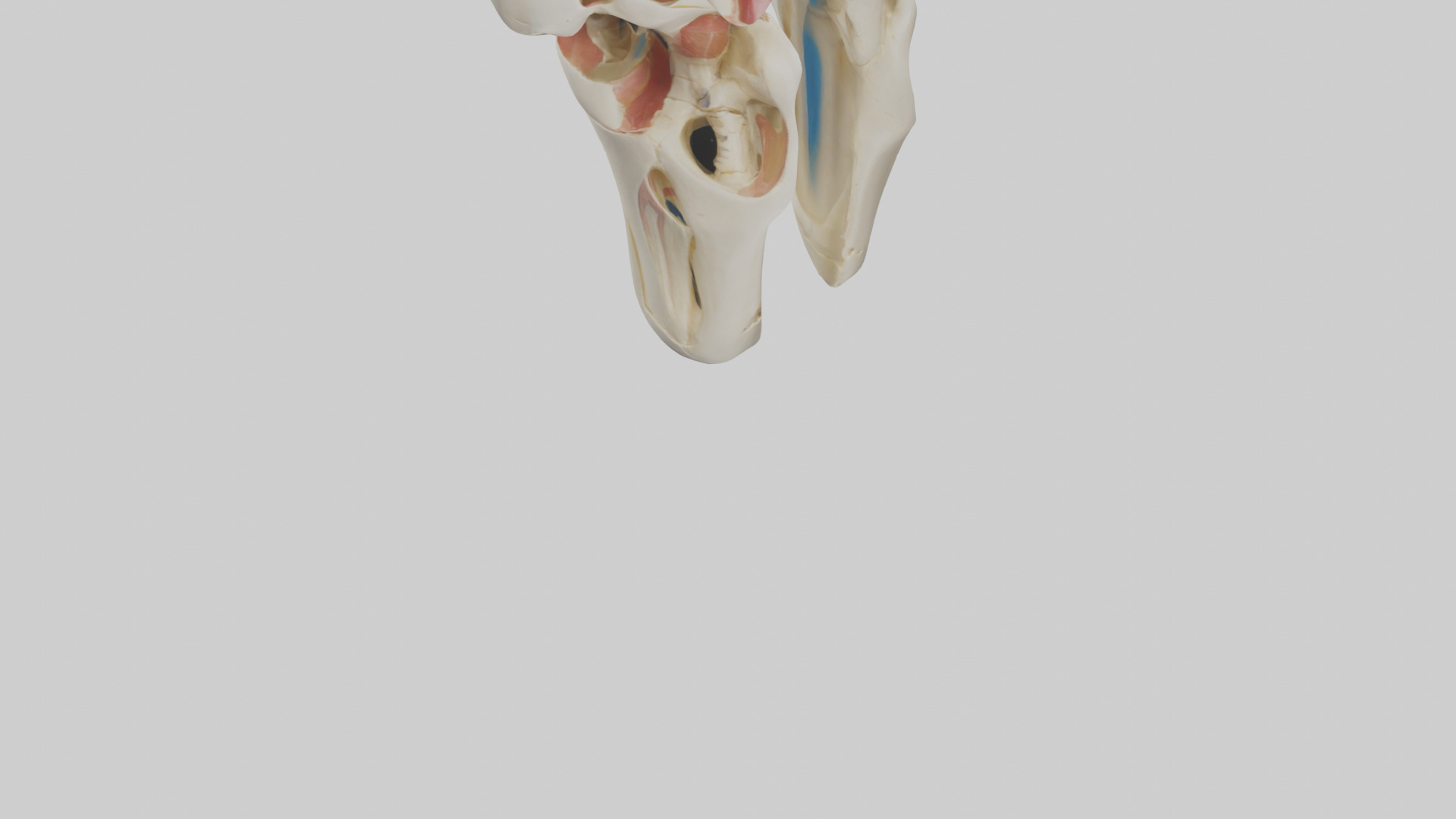 Human Patella Skeleton model Low-poly 3D model_6