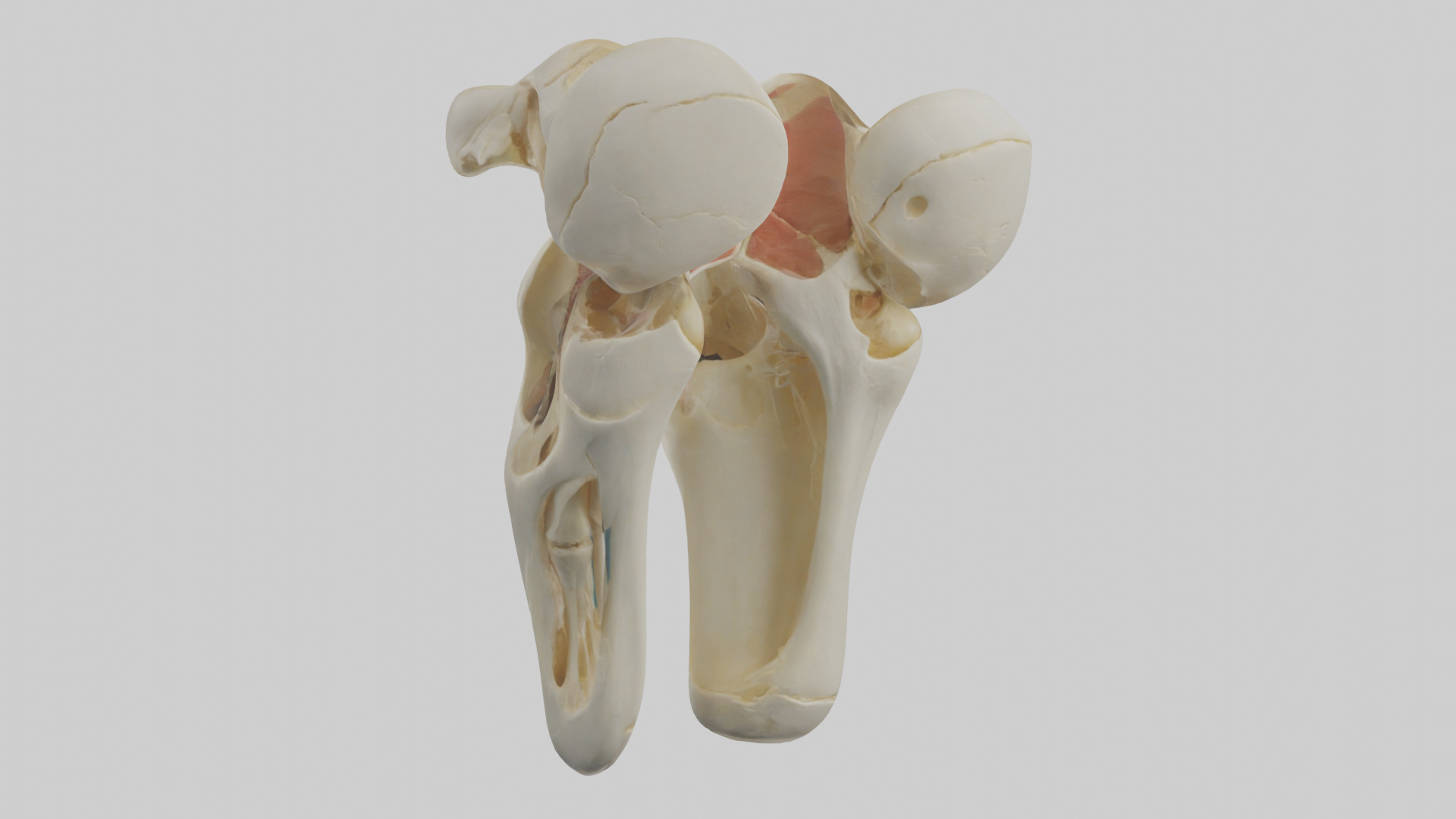 Human Patella Skeleton model Low-poly 3D model_1