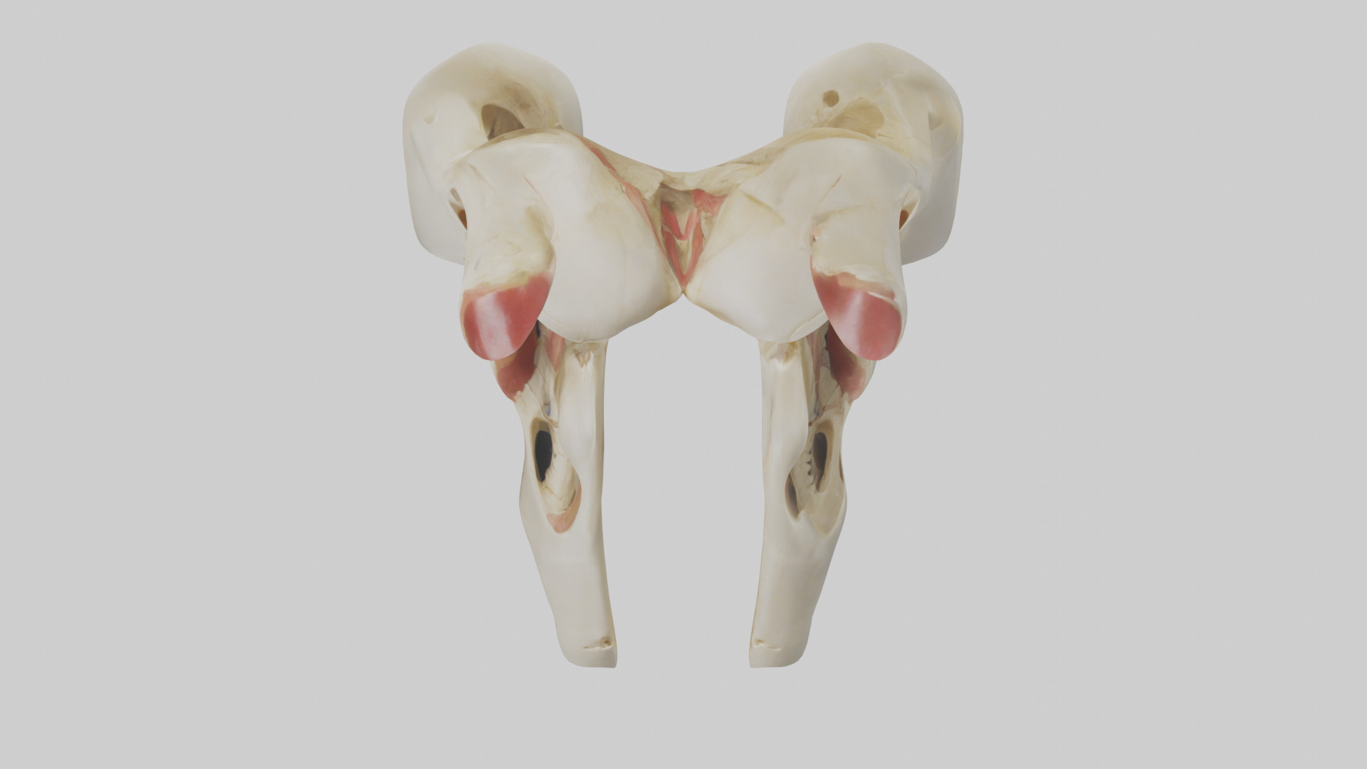 Human Patella Skeleton model Low-poly 3D model_16