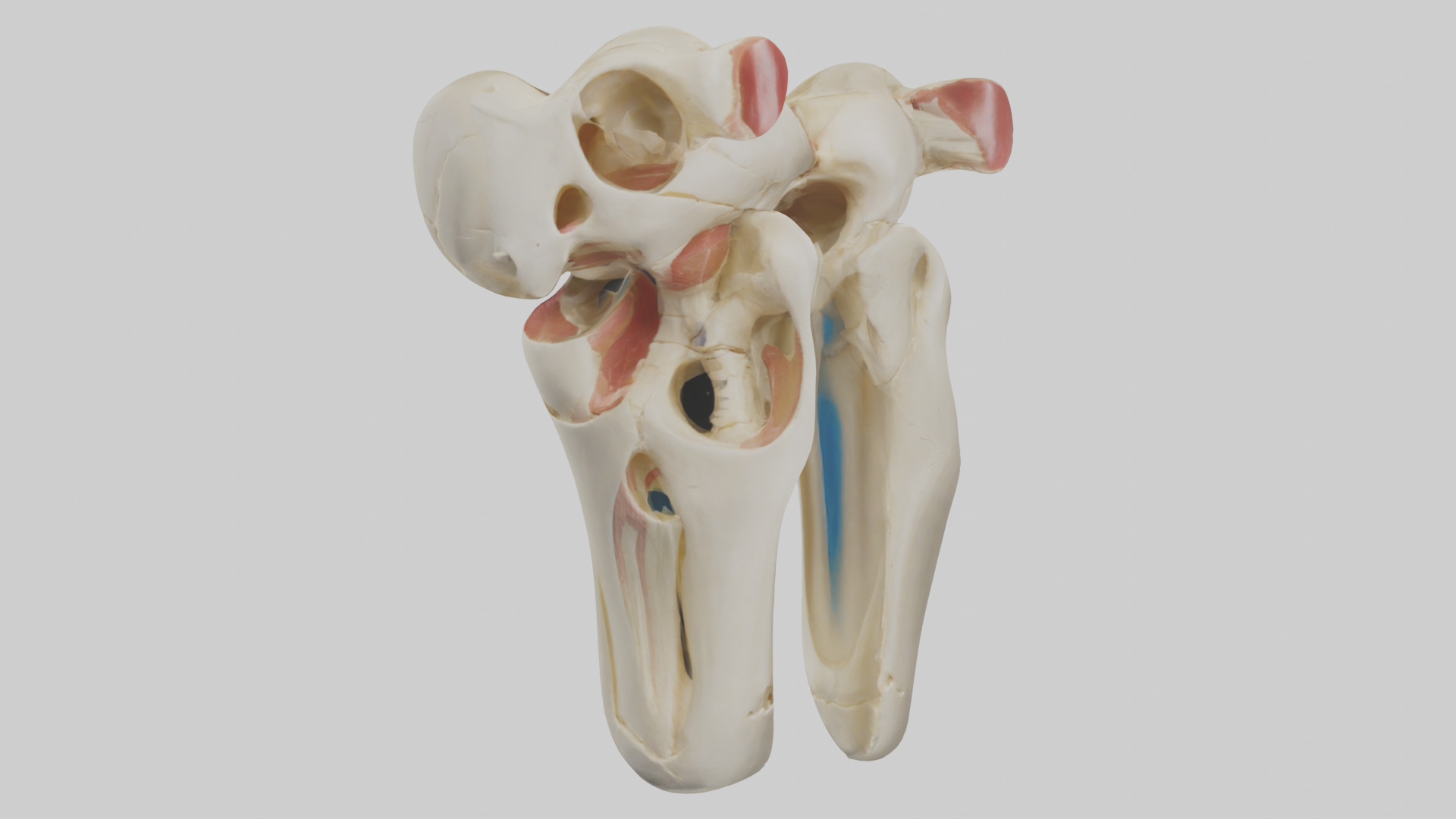 Human Patella Skeleton model Low-poly 3D model_11