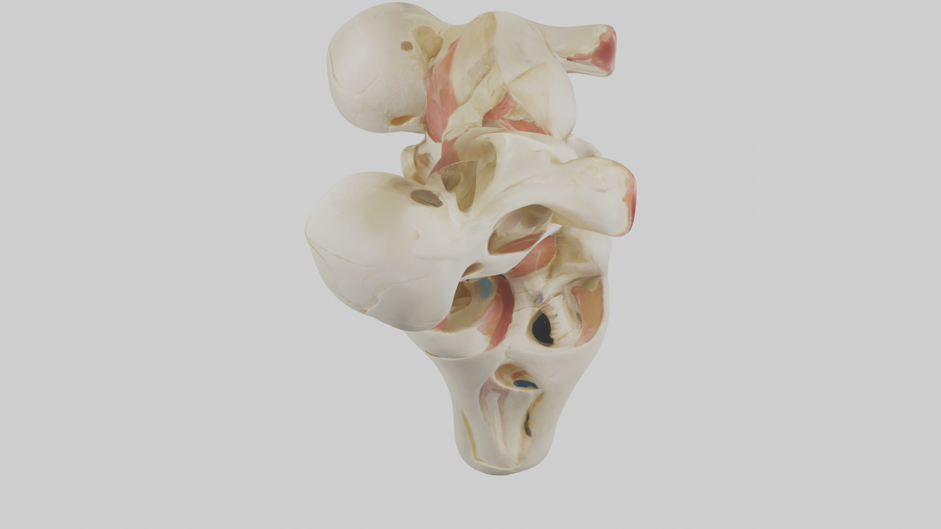 Human Patella Skeleton model Low-poly 3D model_18