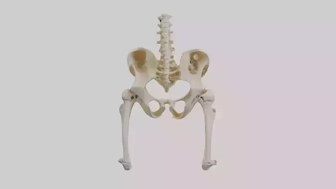 Human Pelvic Bones Skeleton model