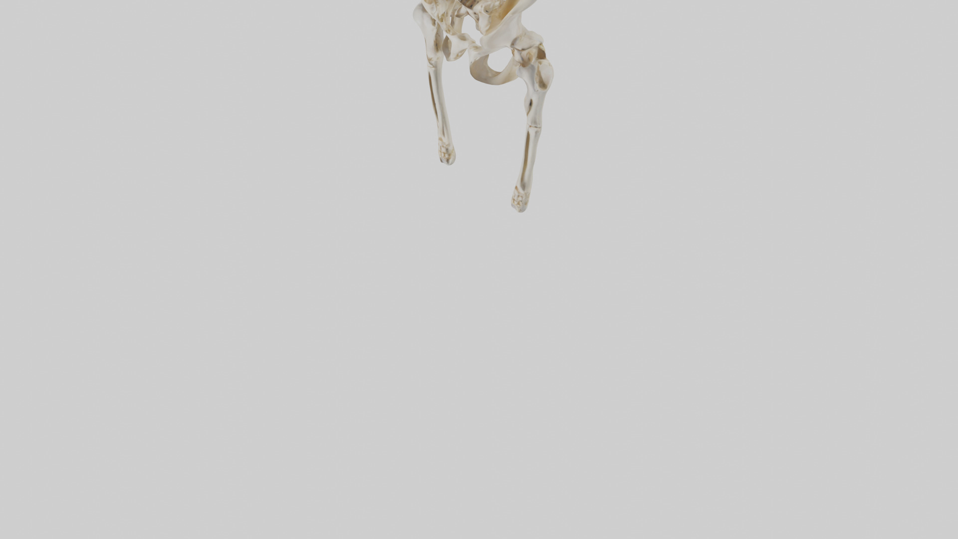 Human Pelvis Skeleton model Low-poly 3D model_5