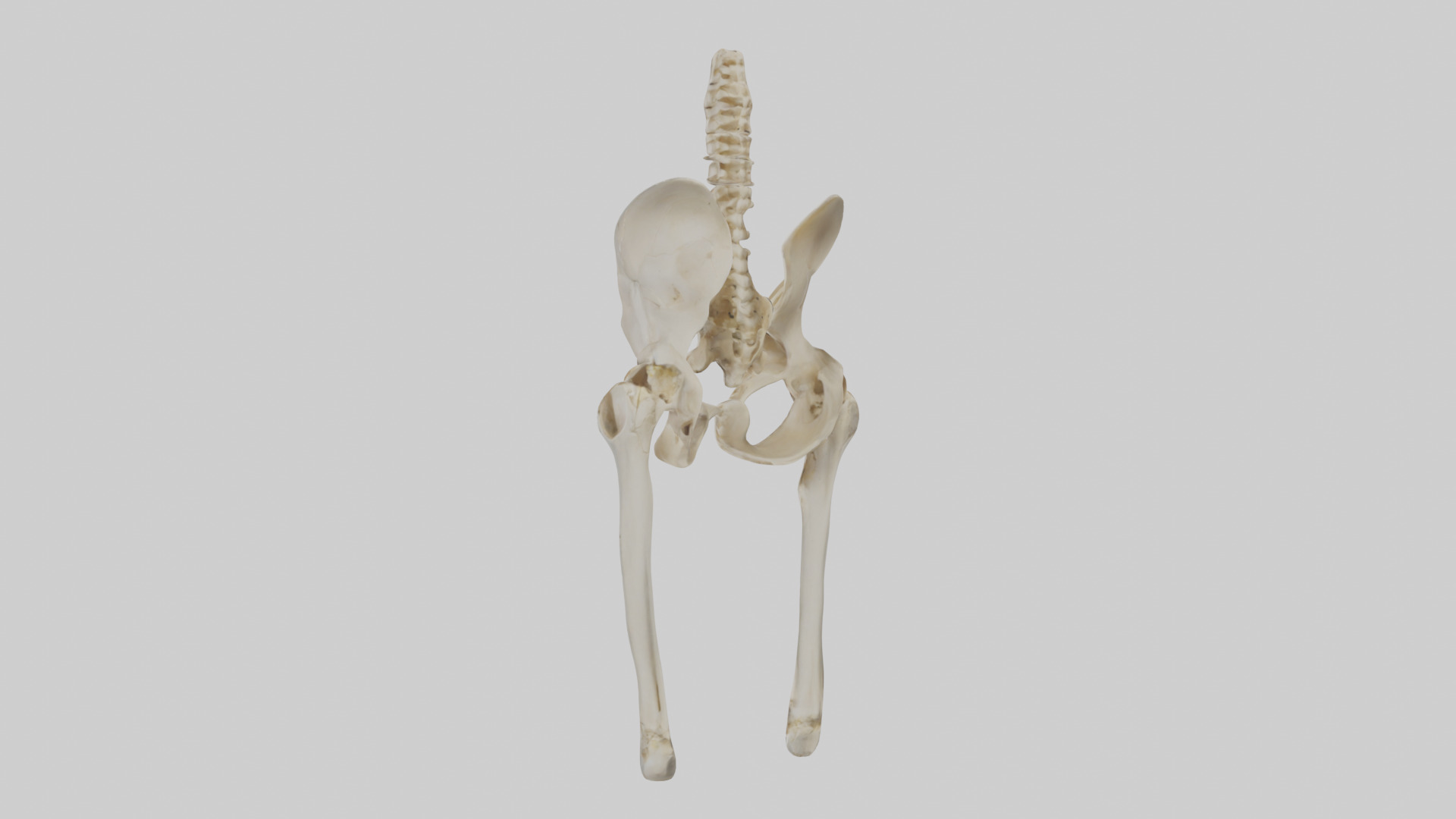 Human Pelvis Skeleton model Low-poly 3D model_1