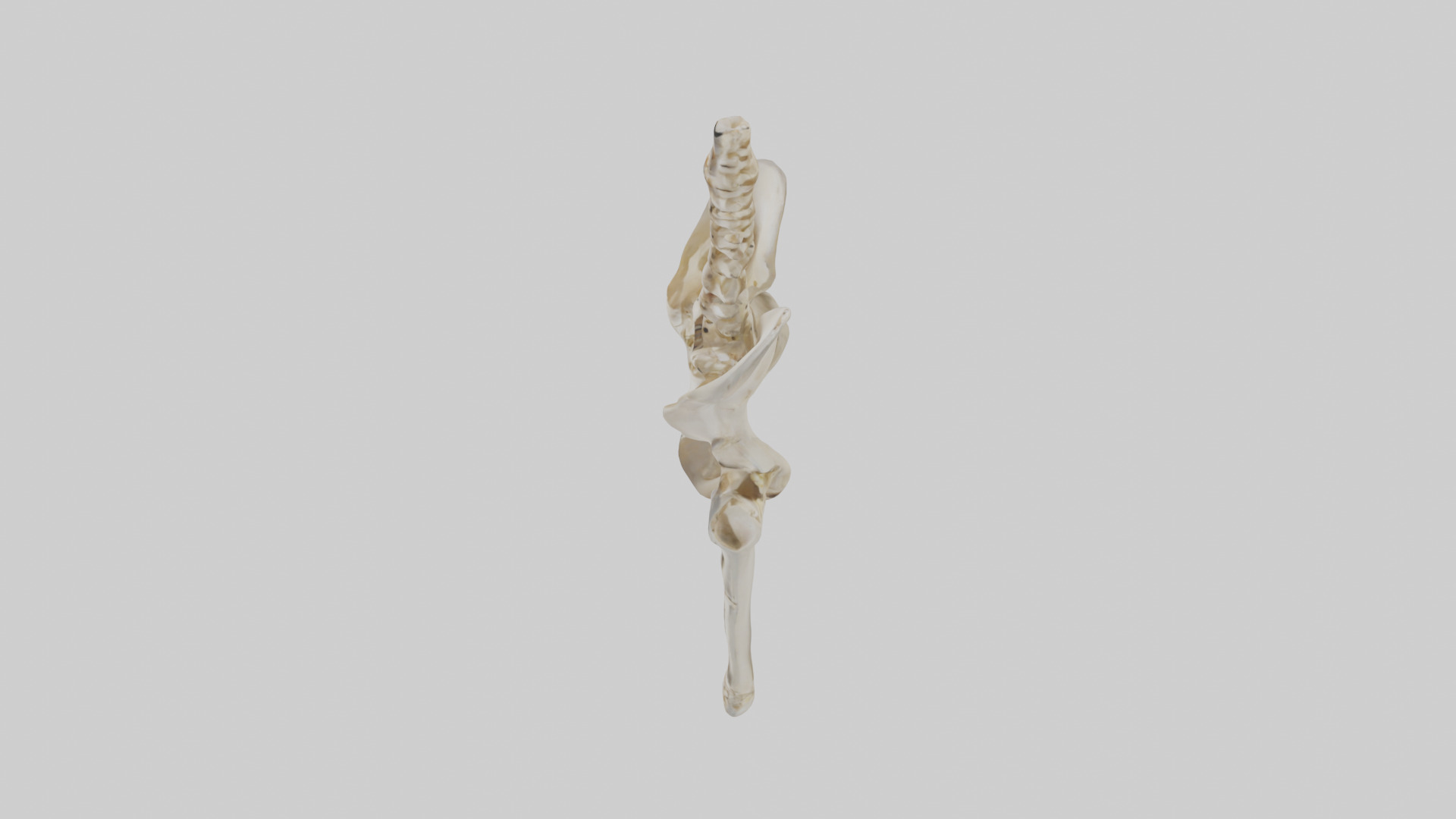 Human Pelvis Skeleton model Low-poly 3D model_17