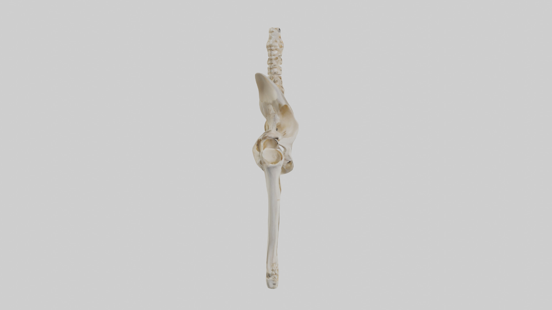 Human Pelvis Skeleton model Low-poly 3D model_13