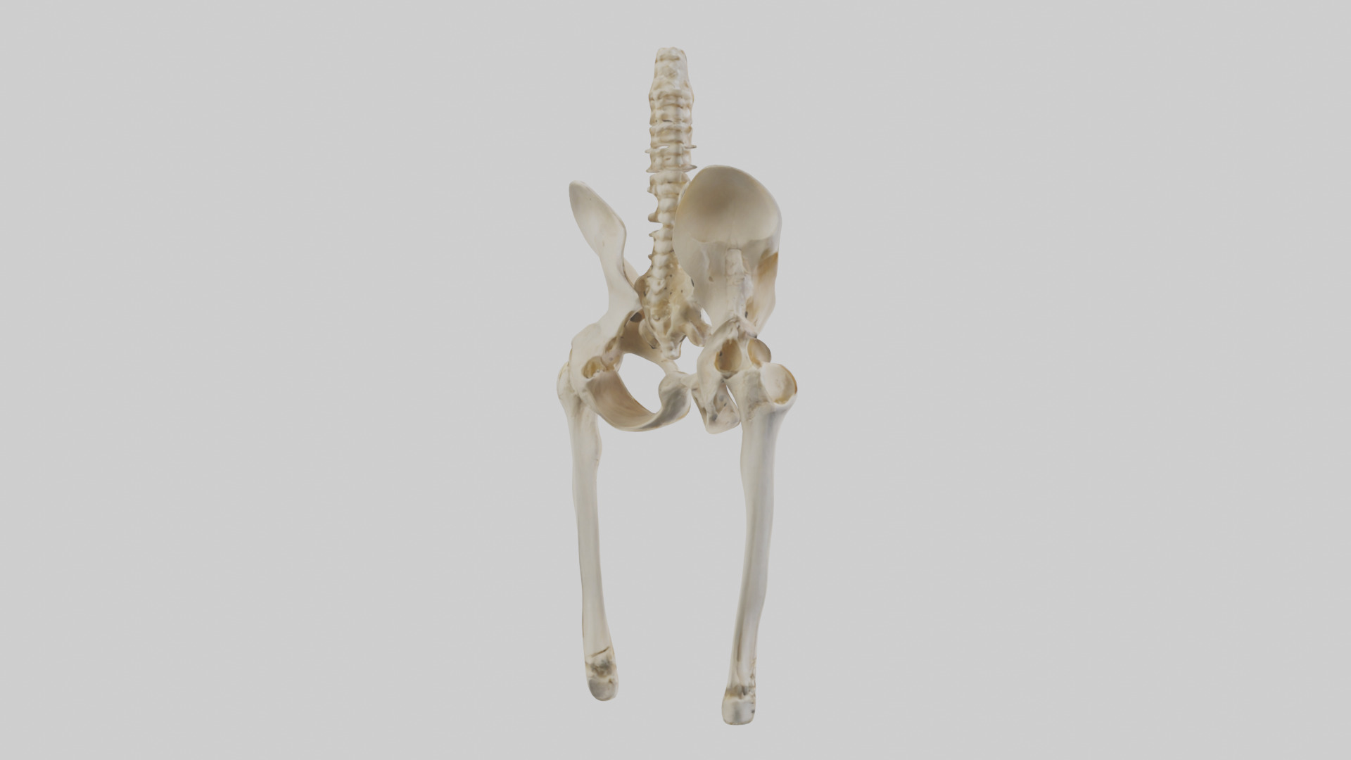 Human Pelvis Skeleton model Low-poly 3D model_2