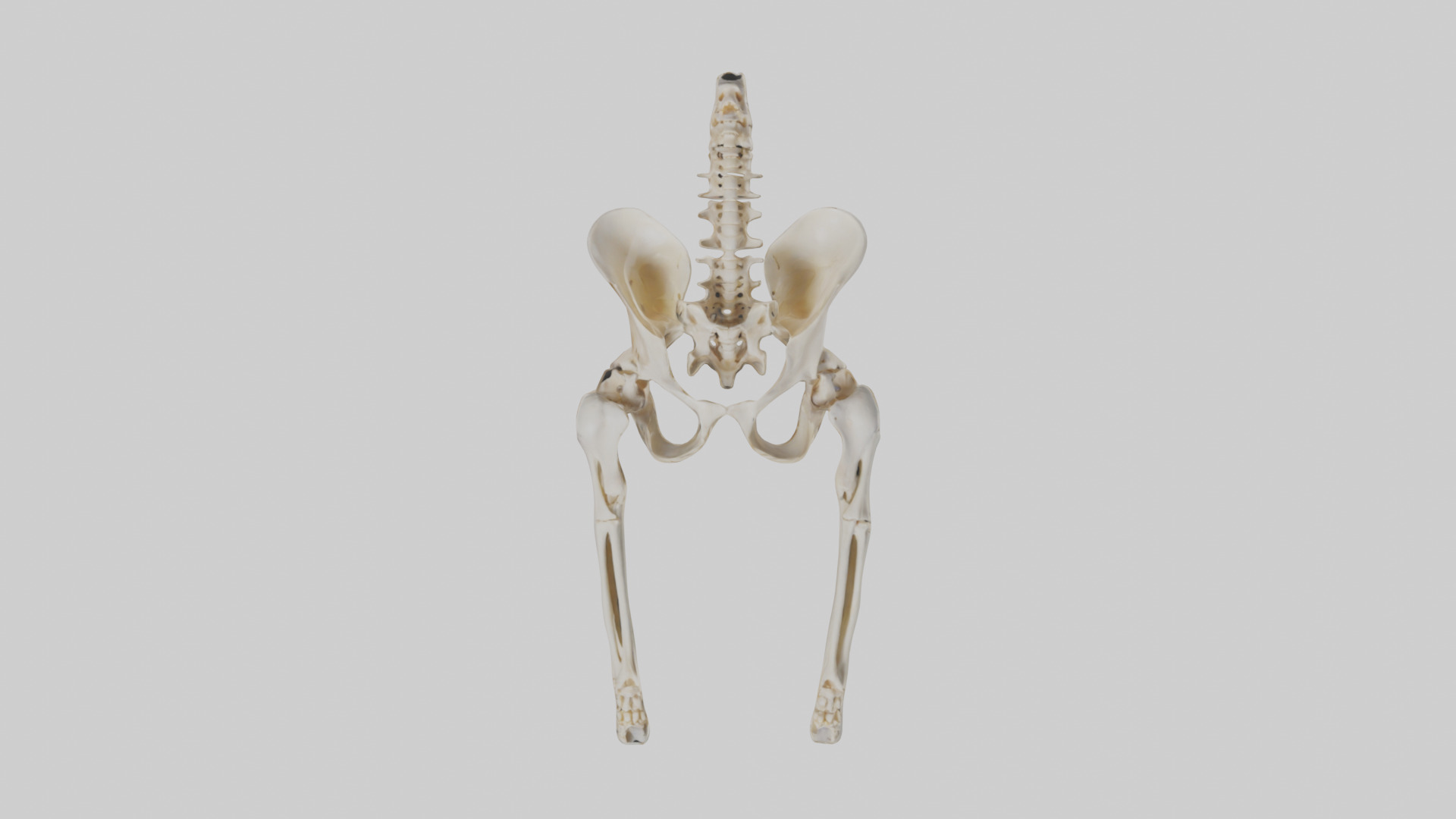 Human Pelvis Skeleton model Low-poly 3D model_9
