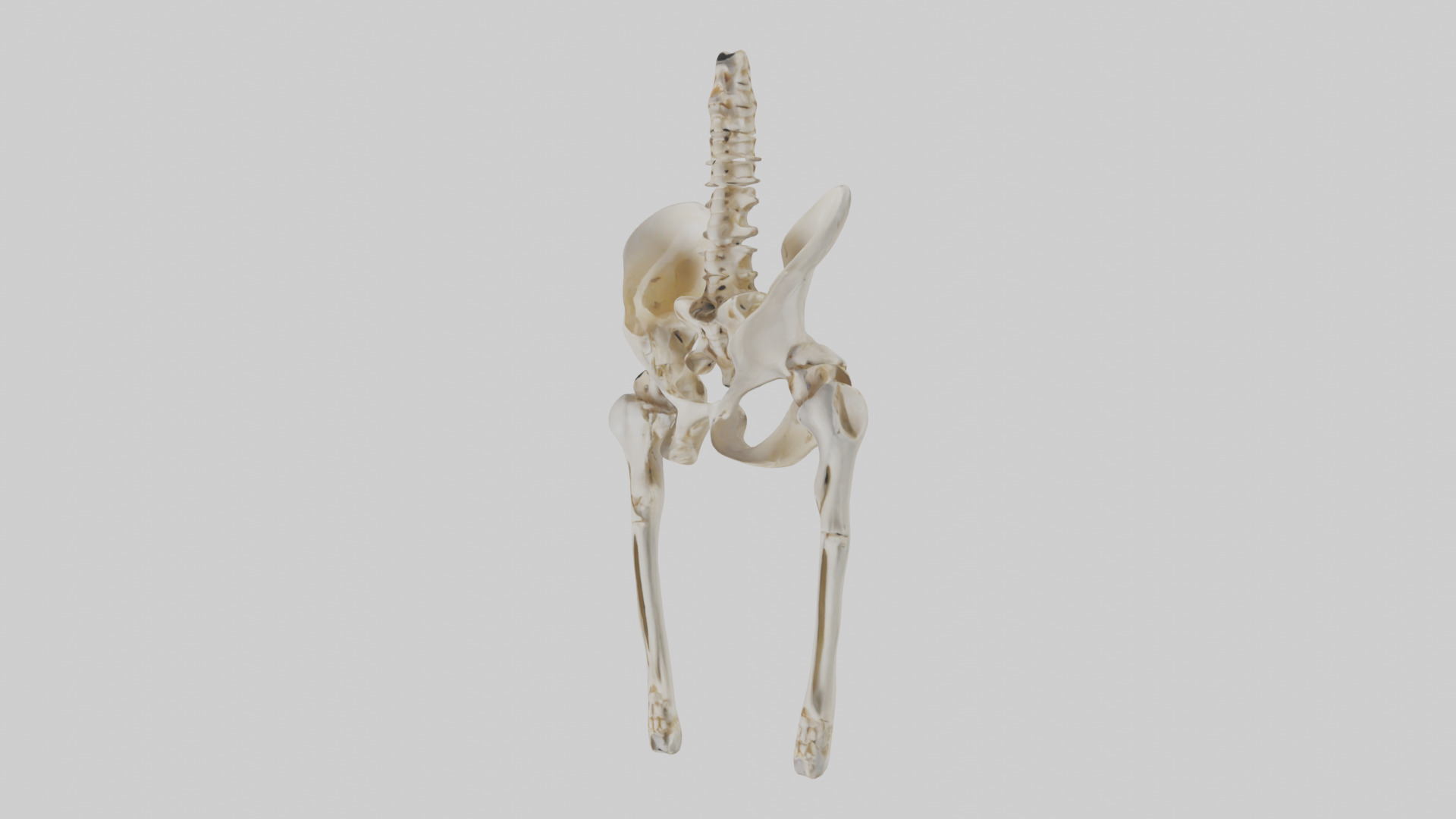Human Pelvis Skeleton model Low-poly 3D model_10