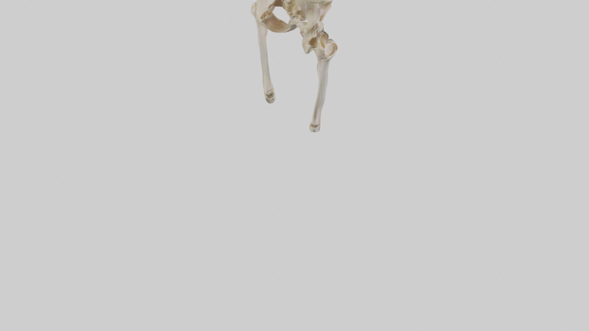 Human Pelvis Skeleton model Low-poly 3D model_4