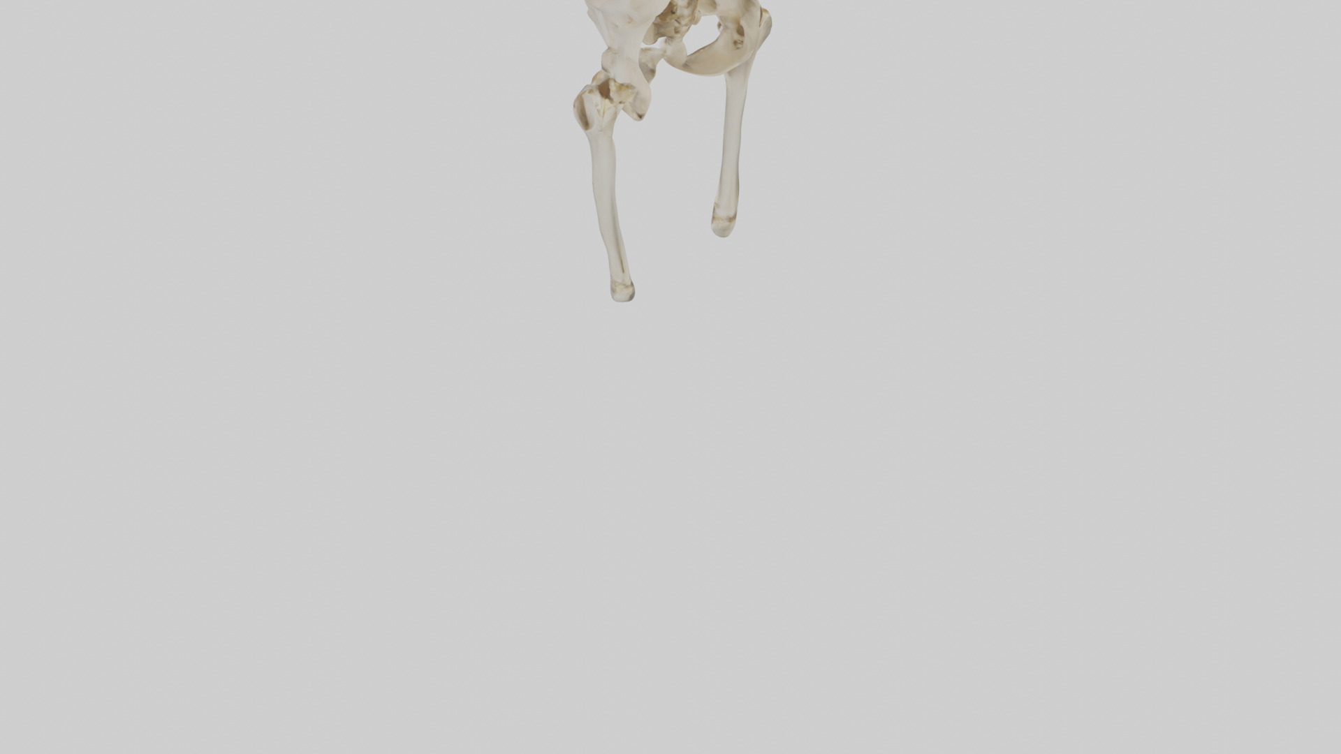 Human Pelvis Skeleton model Low-poly 3D model_3
