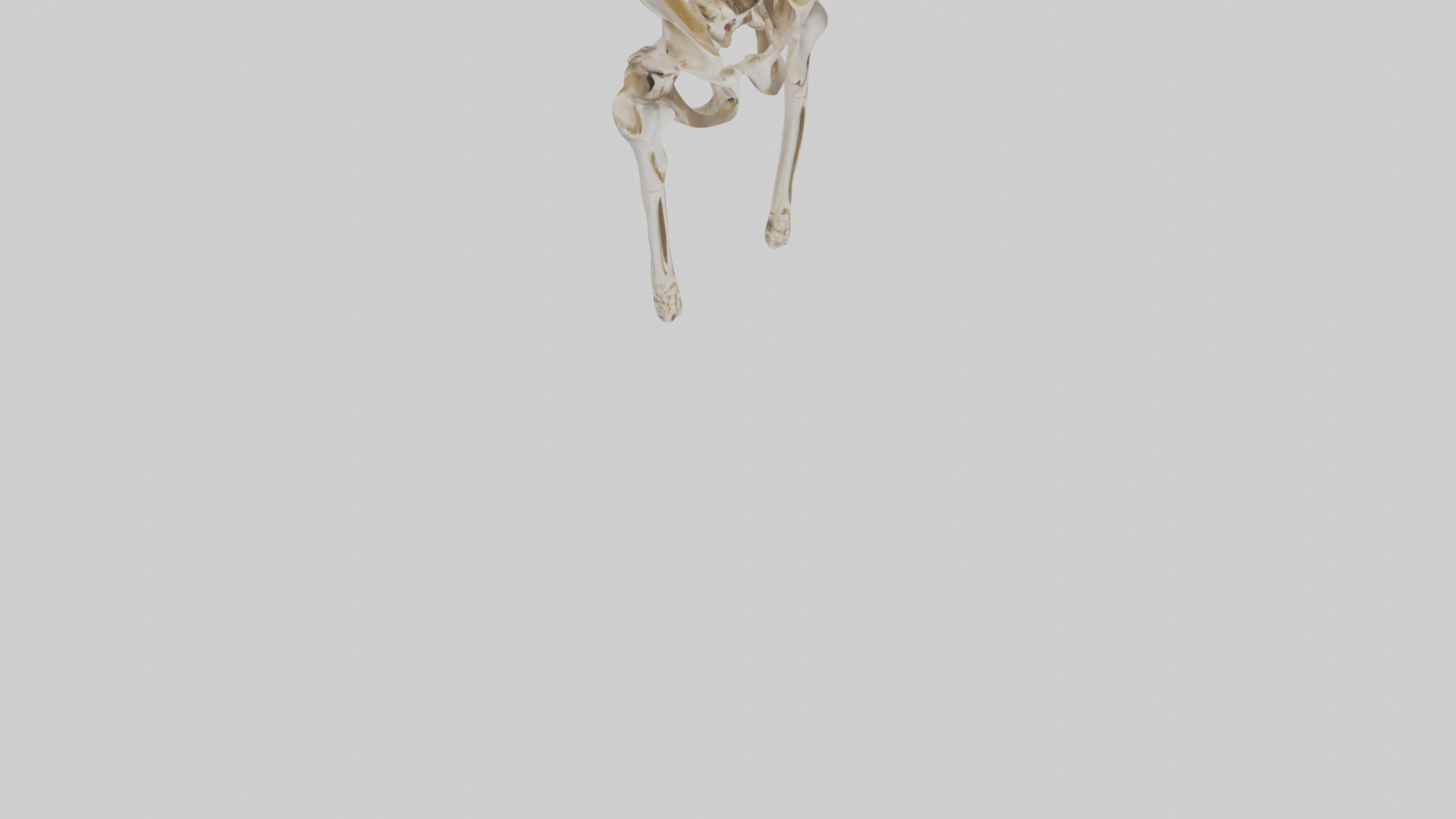 Human Pelvis Skeleton model Low-poly 3D model_6