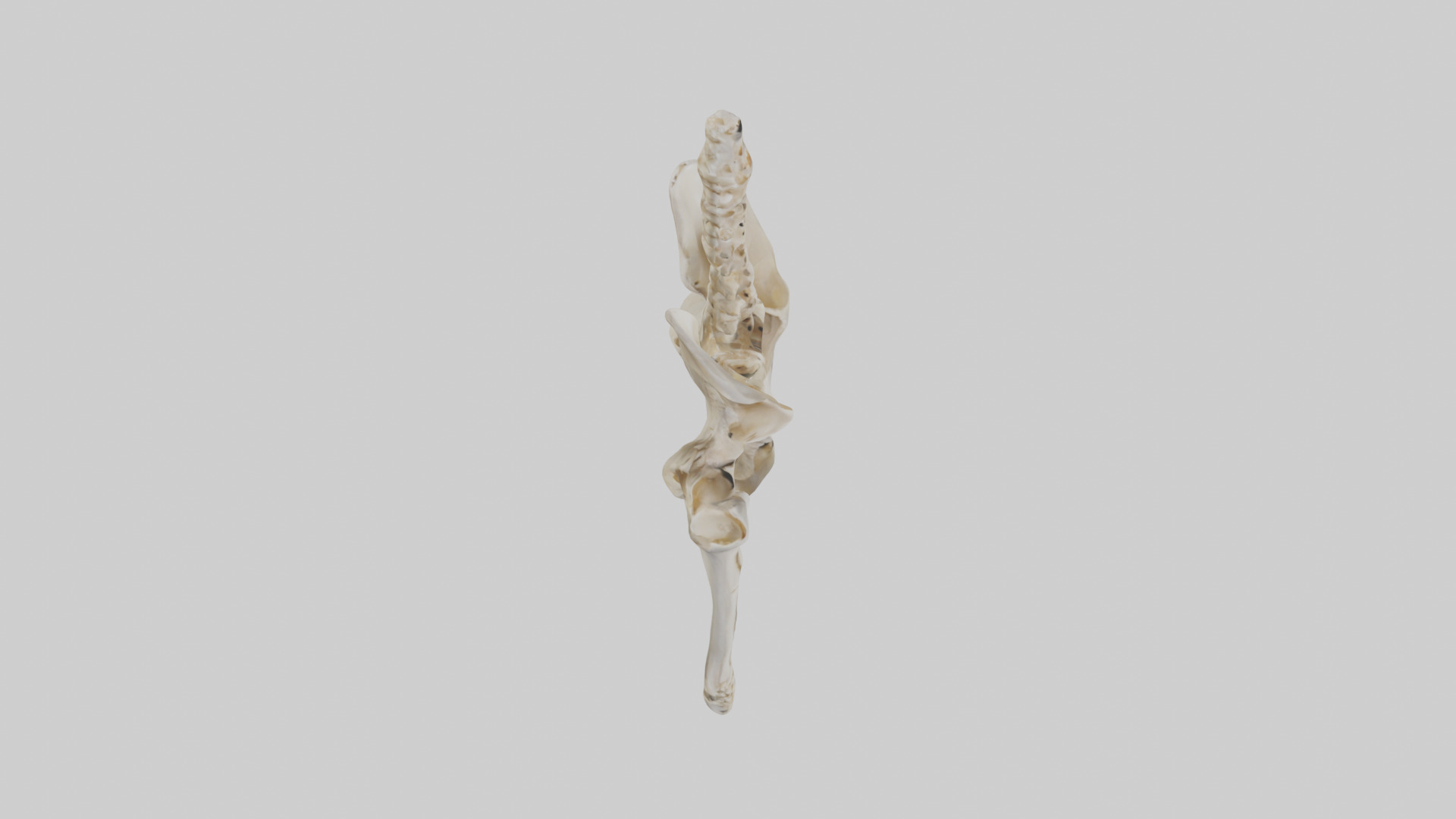 Human Pelvis Skeleton model Low-poly 3D model_18