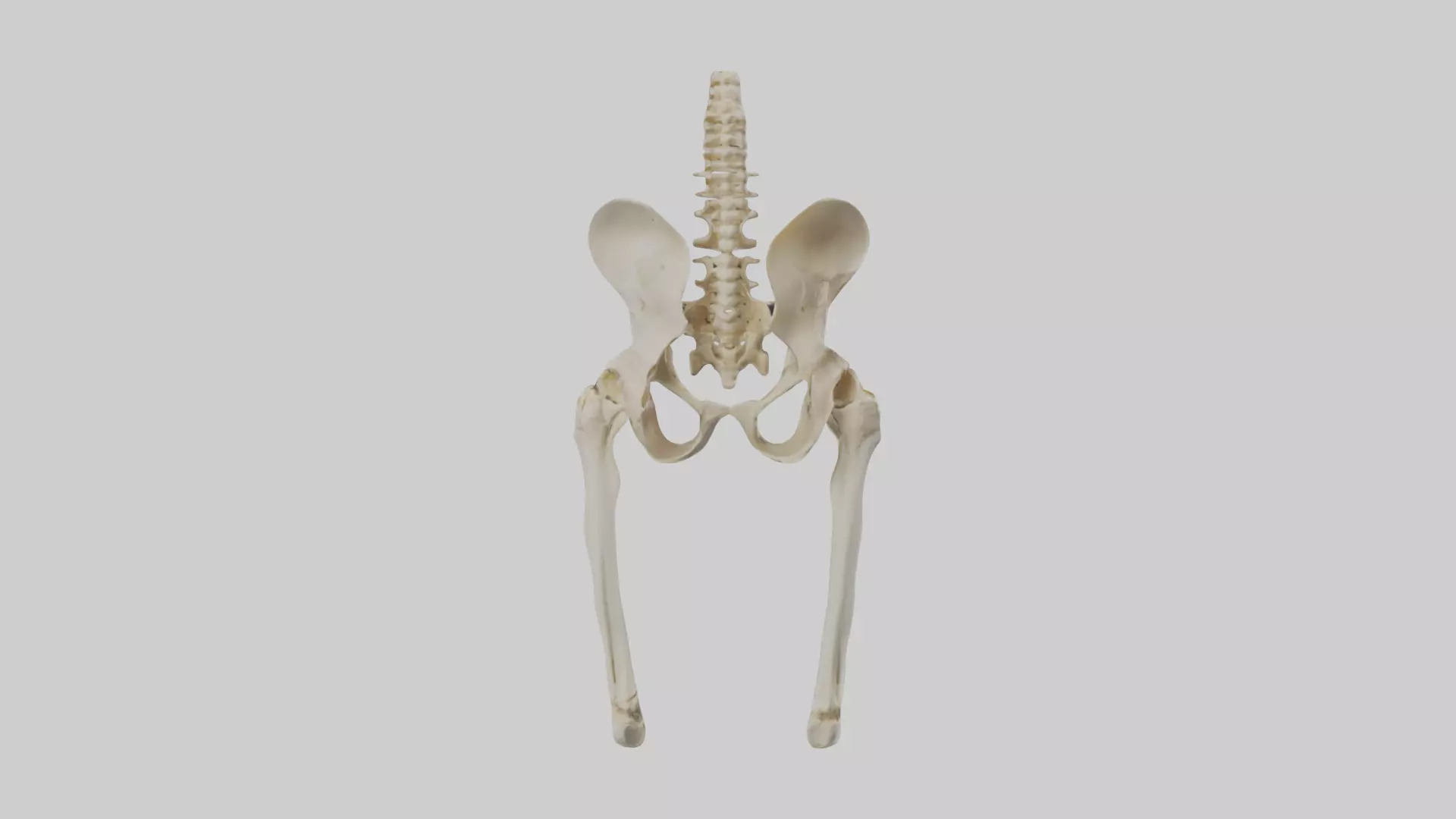 Human Pelvis Skeleton model Low-poly 3D model_0
