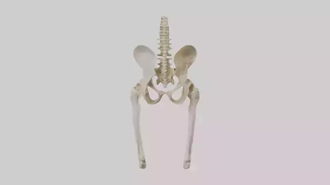 Human Pelvis Skeleton model