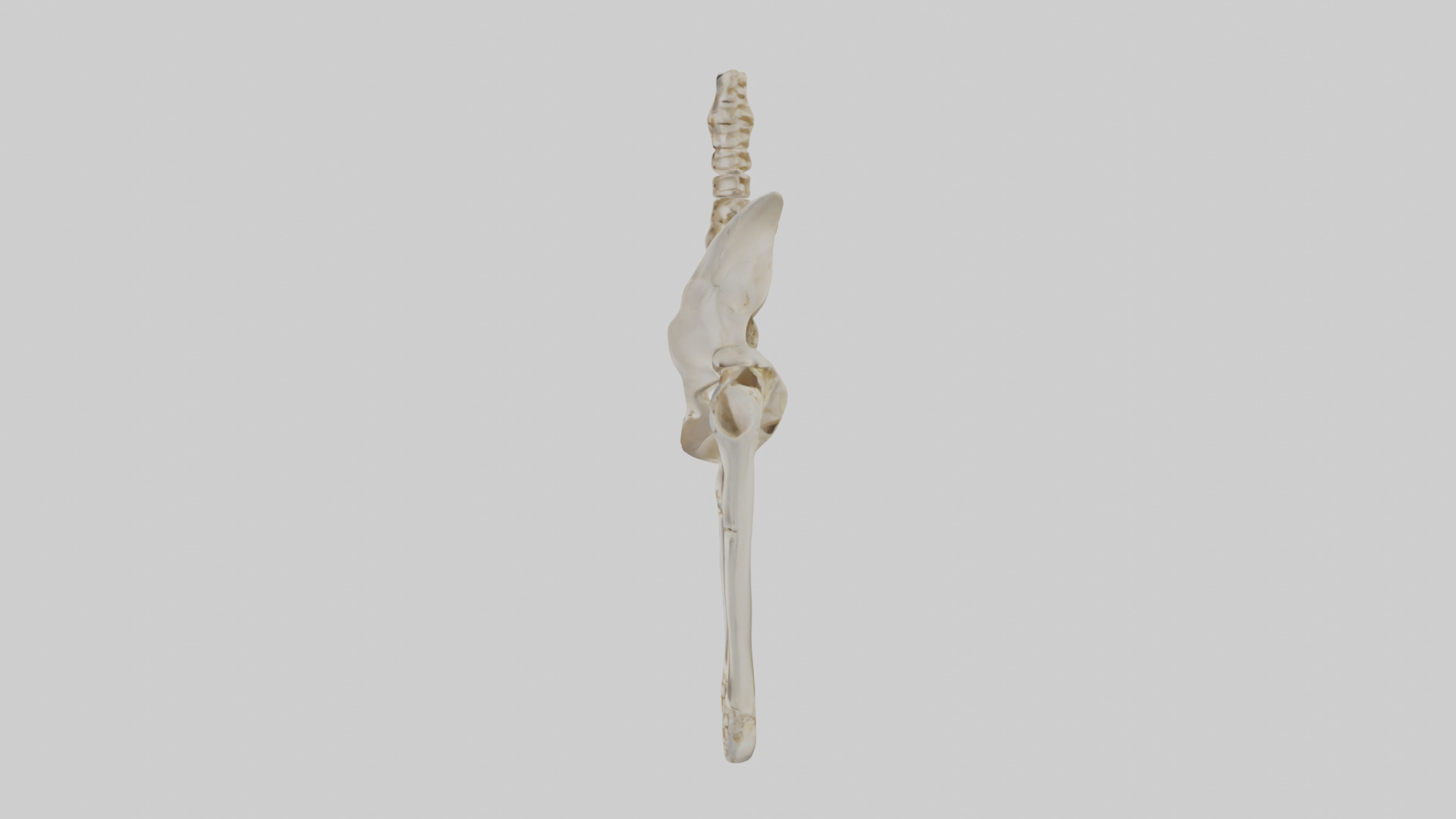 Human Pelvis Skeleton model Low-poly 3D model_12