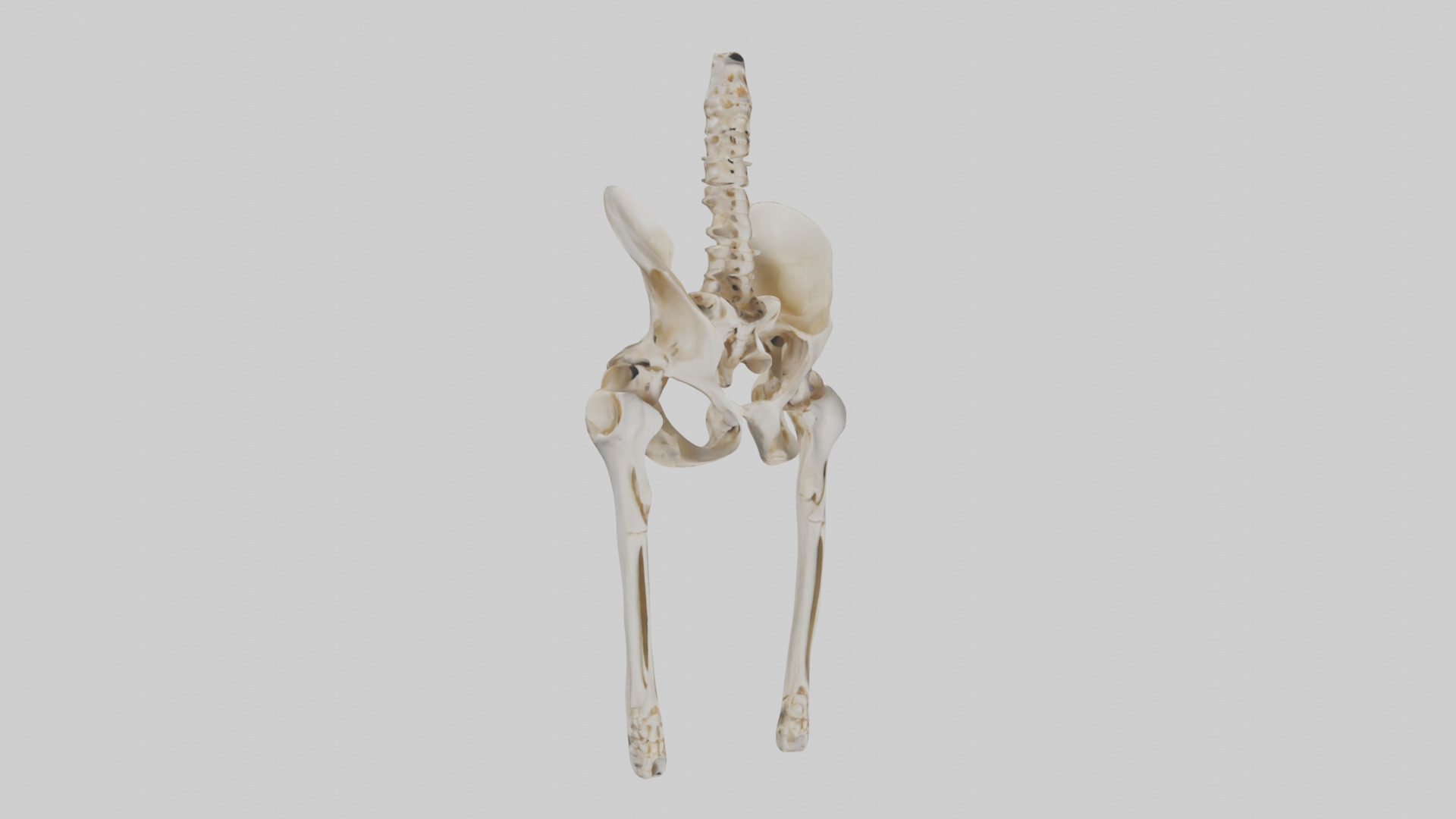 Human Pelvis Skeleton model Low-poly 3D model_11