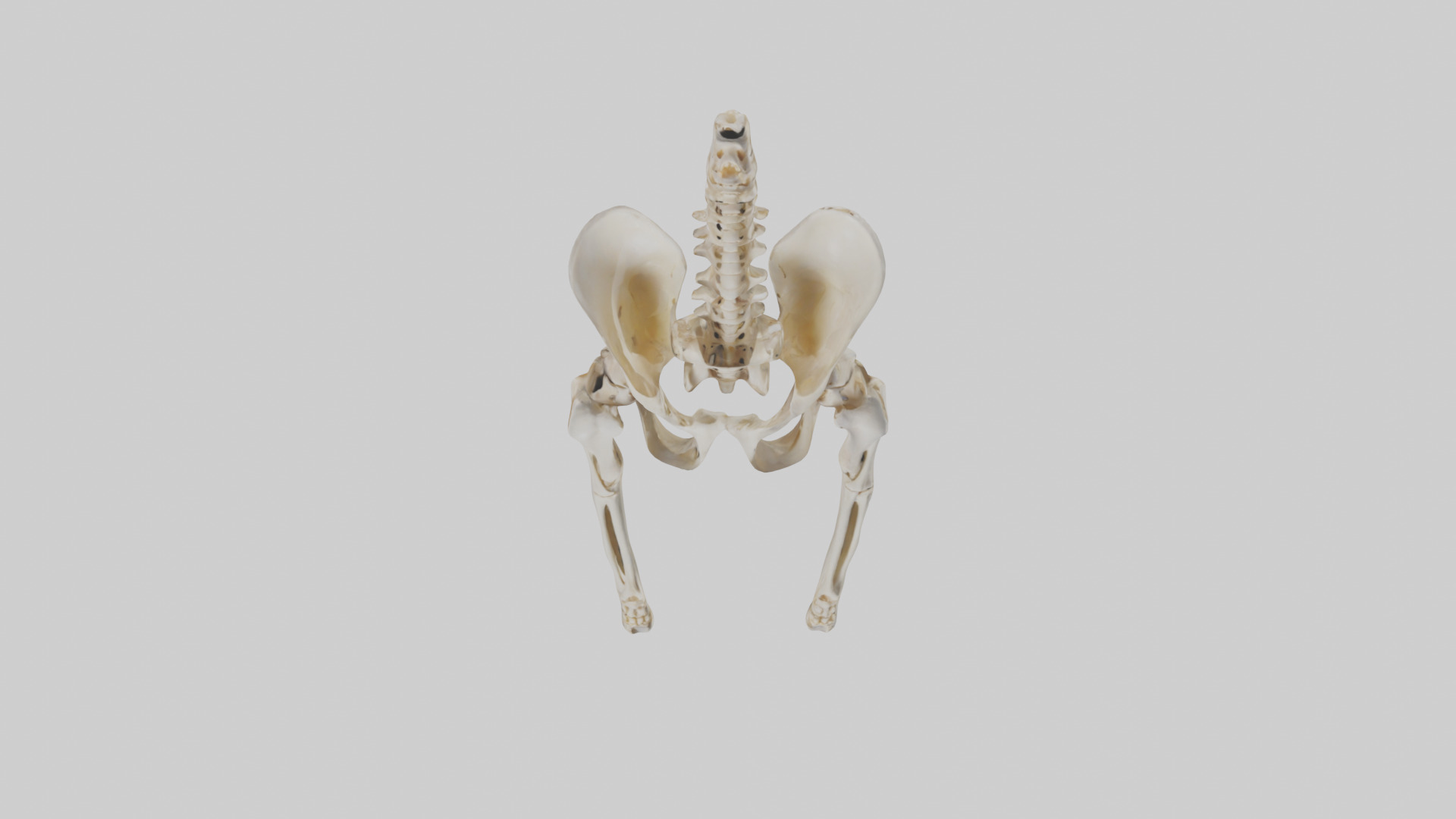 Human Pelvis Skeleton model Low-poly 3D model_16