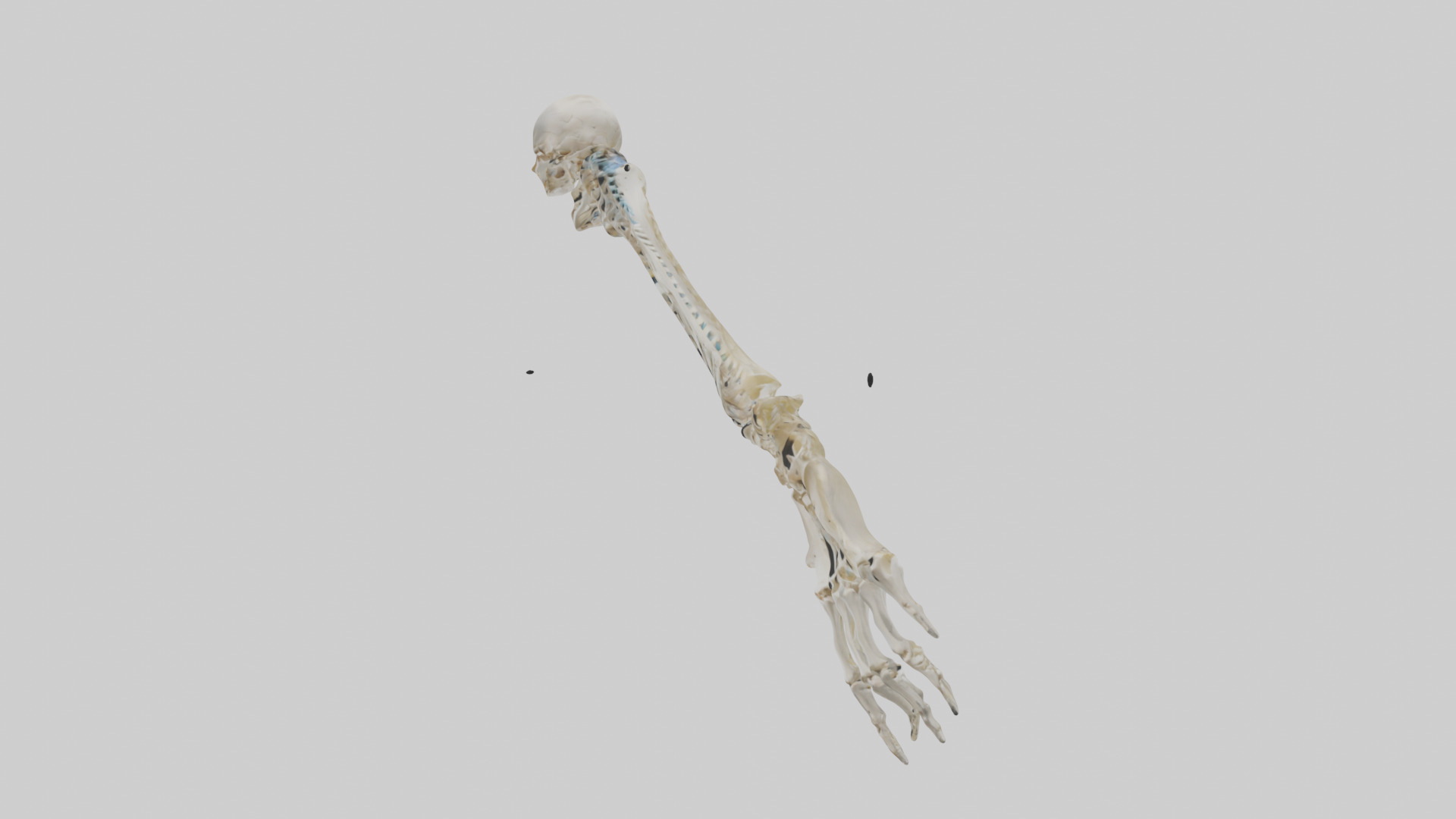Human Radius Skeleton model Low-poly 3D model_12