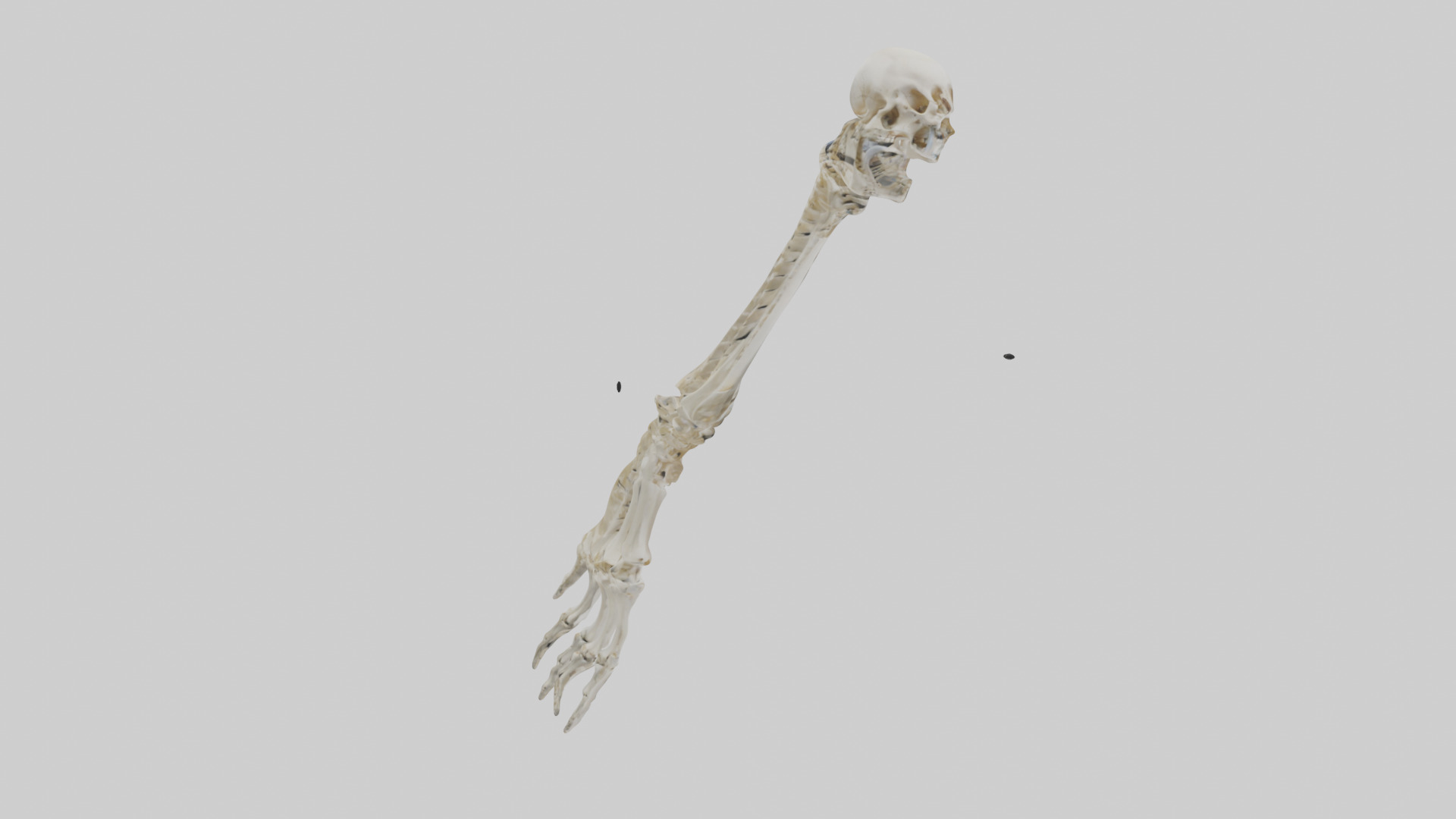 Human Radius Skeleton model Low-poly 3D model_13