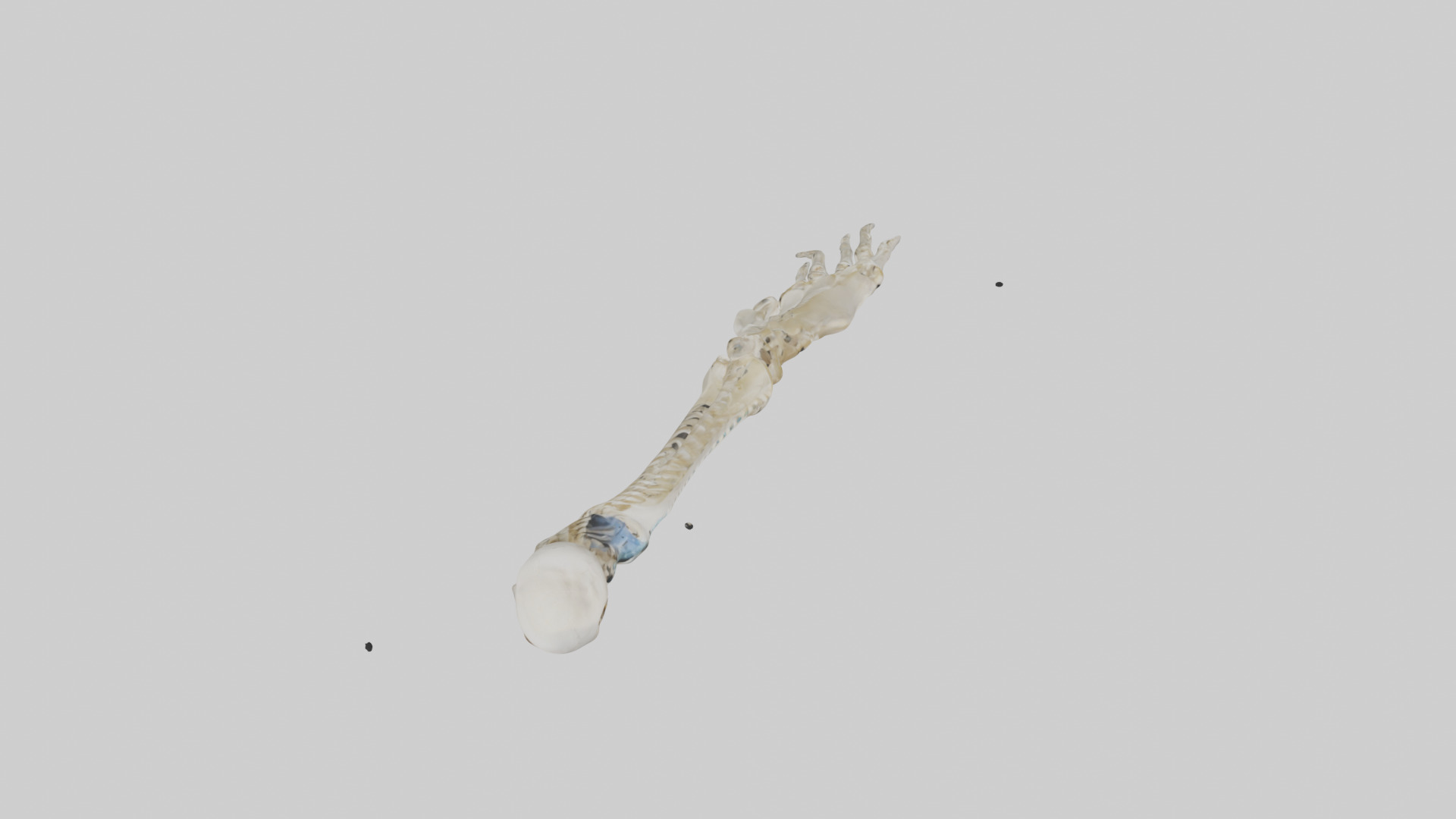 Human Radius Skeleton model Low-poly 3D model_14