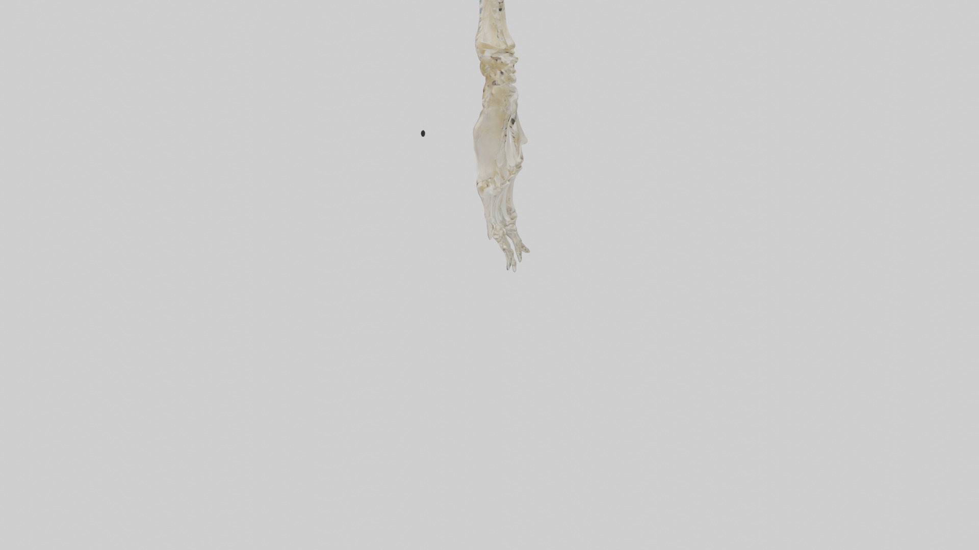 Human Radius Skeleton model Low-poly 3D model_3