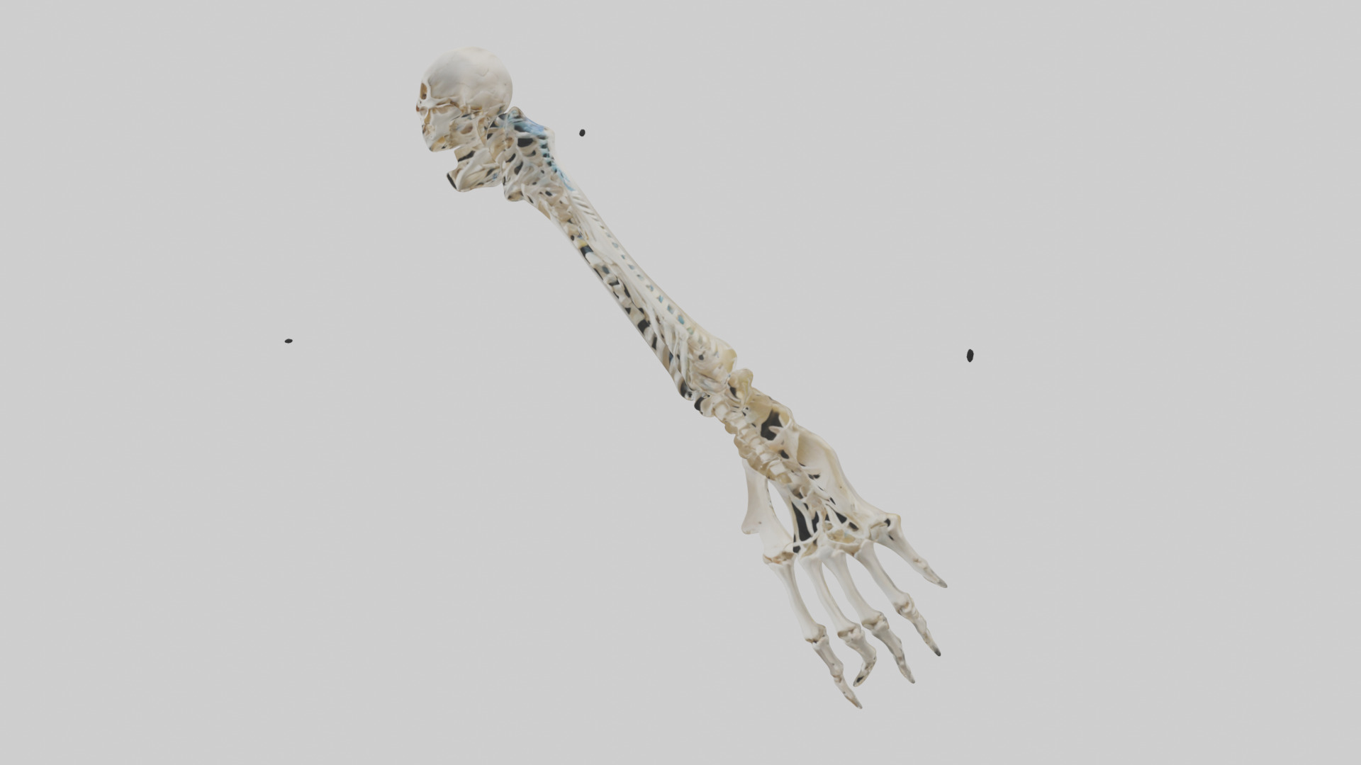 Human Radius Skeleton model Low-poly 3D model_8