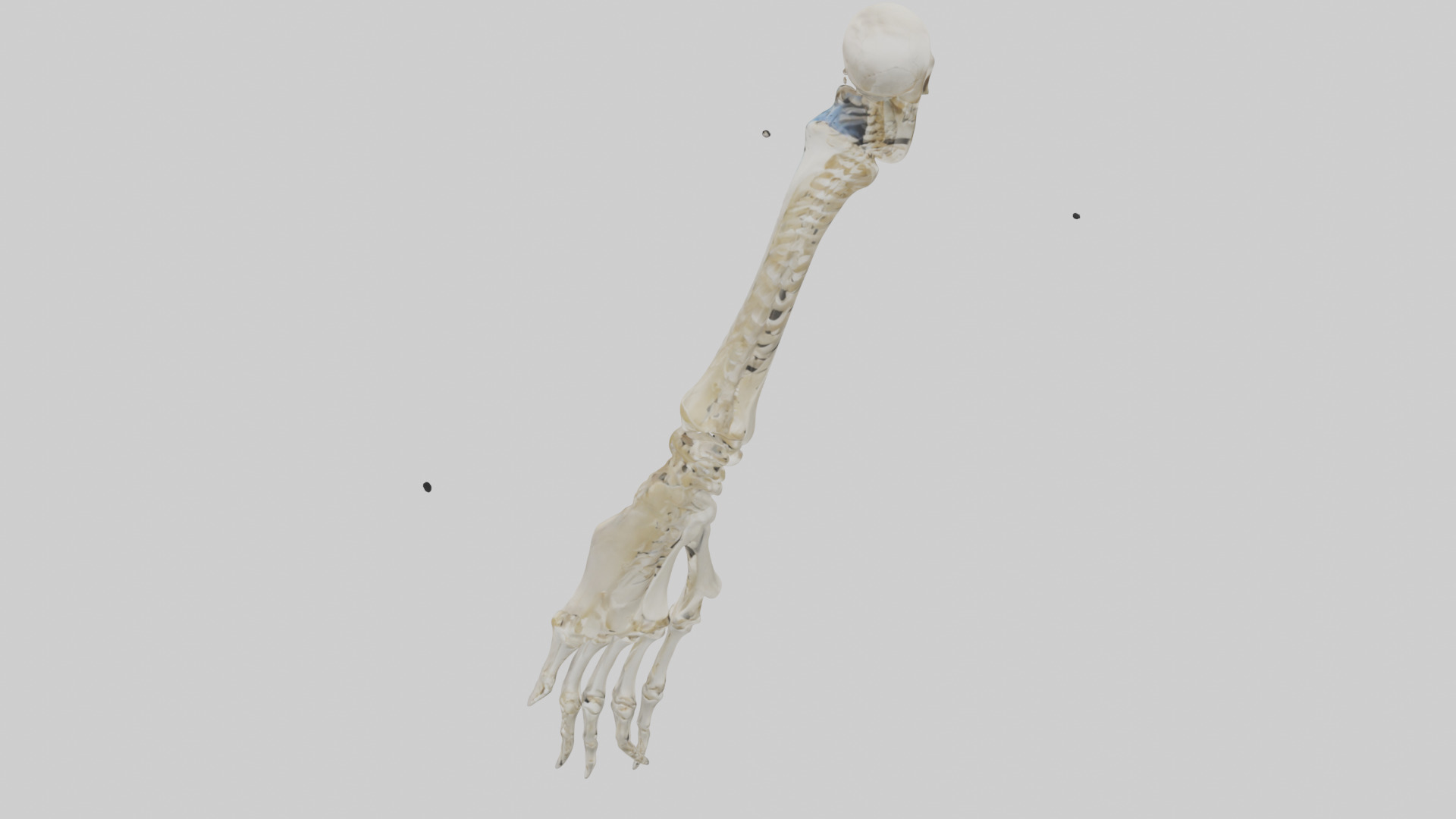 Human Radius Skeleton model Low-poly 3D model_15