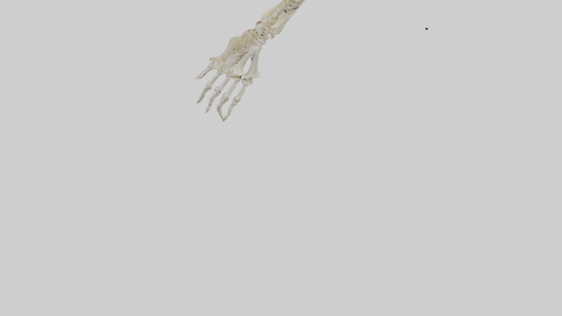 Human Radius Skeleton model Low-poly 3D model_4