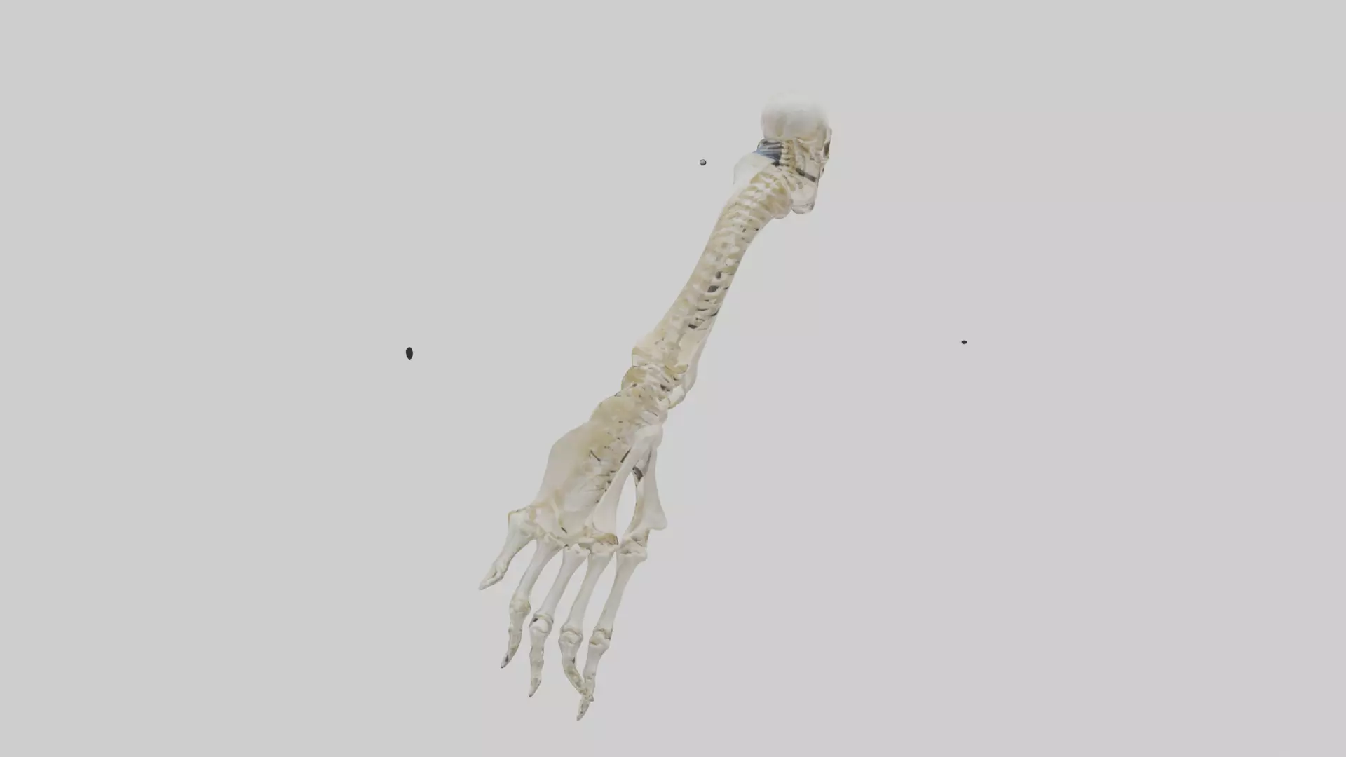 Human Radius Skeleton model Low-poly 3D model_0