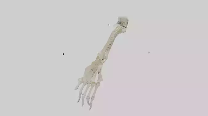 Human Radius Skeleton model
