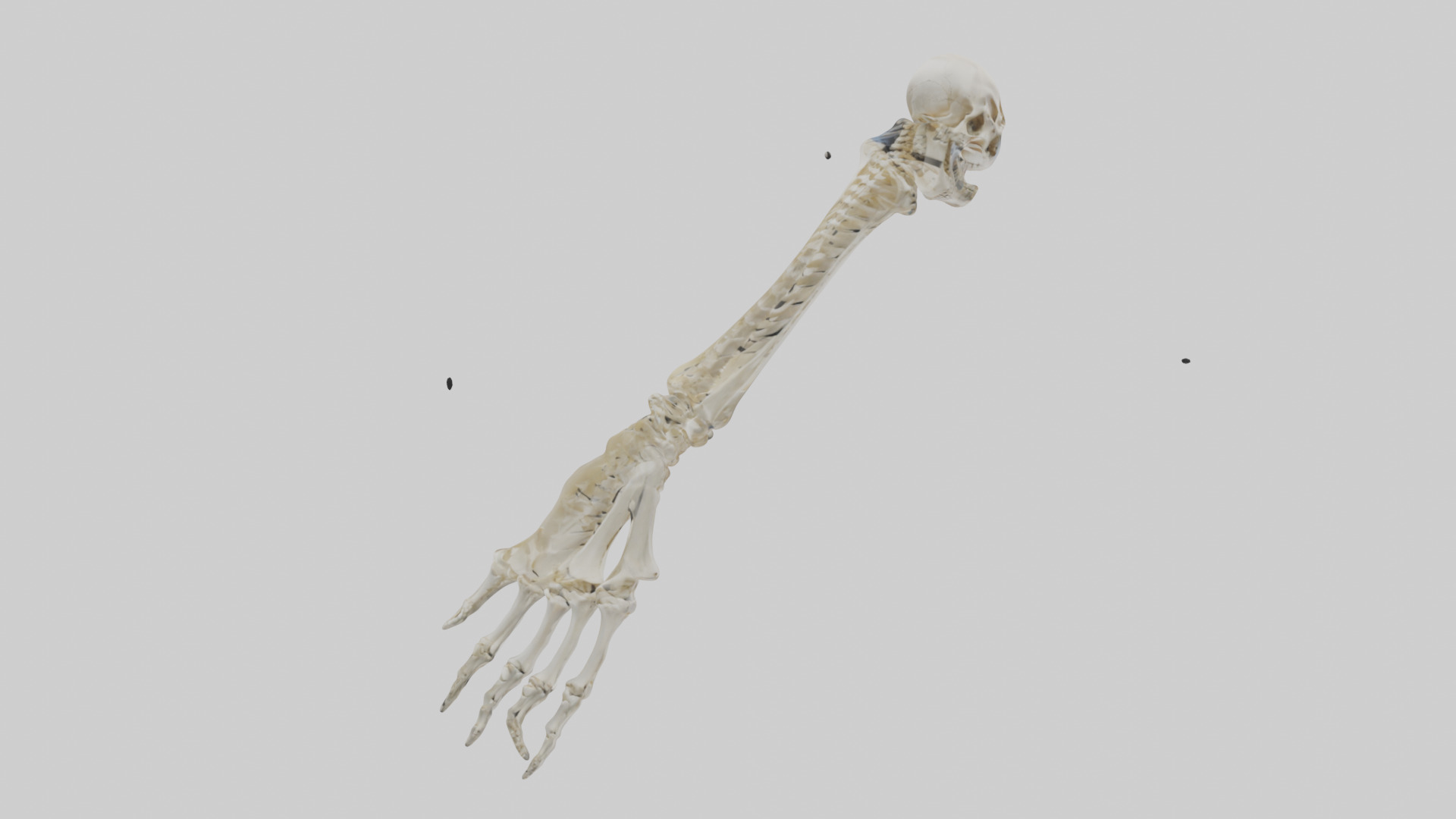 Human Radius Skeleton model Low-poly 3D model_2