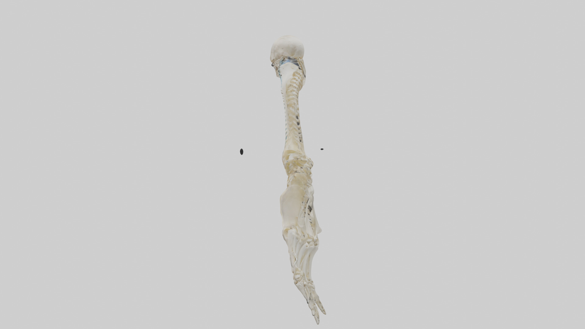 Human Radius Skeleton model Low-poly 3D model_1