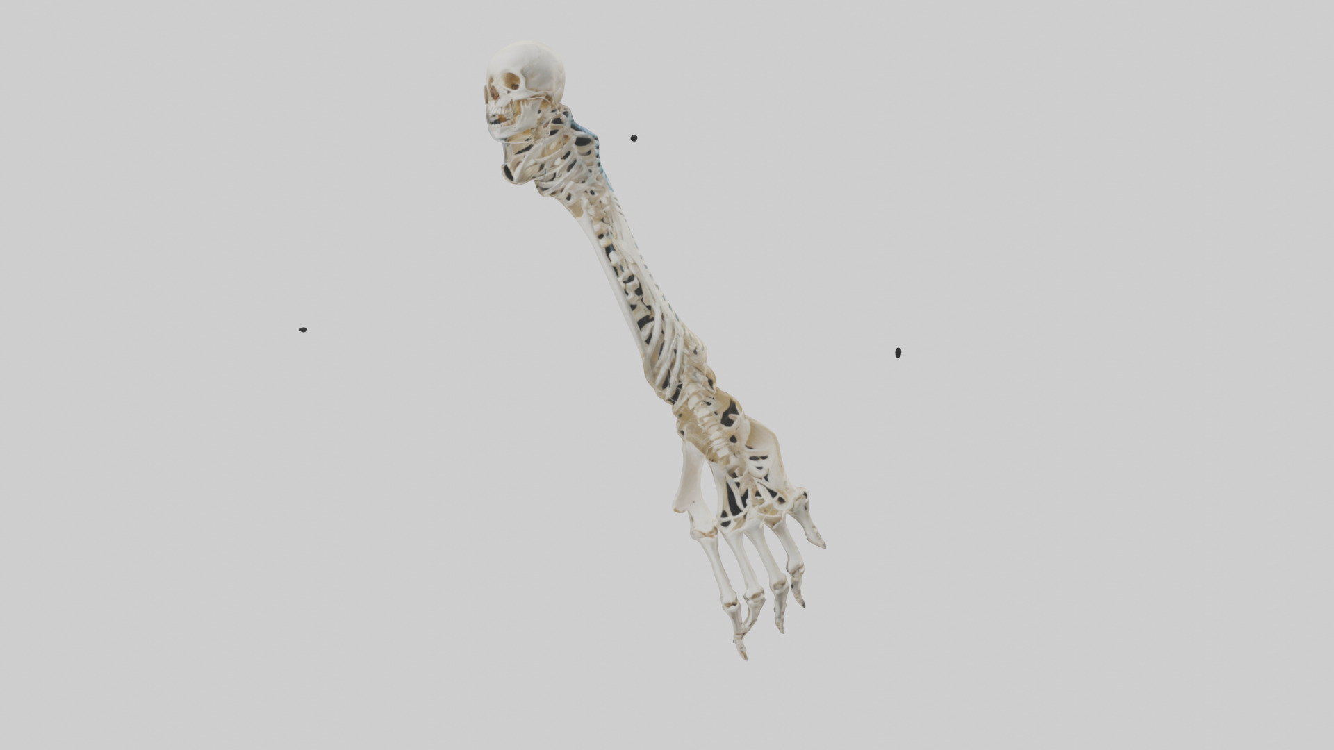 Human Radius Skeleton model Low-poly 3D model_9