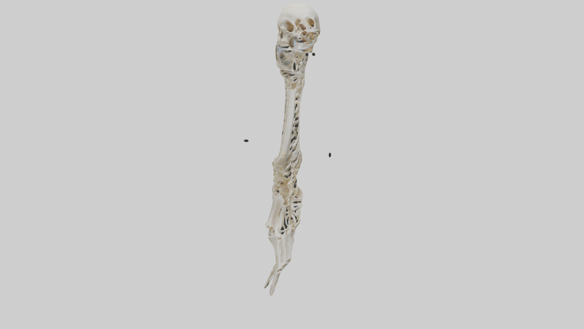 Human Radius Skeleton model Low-poly 3D model_7